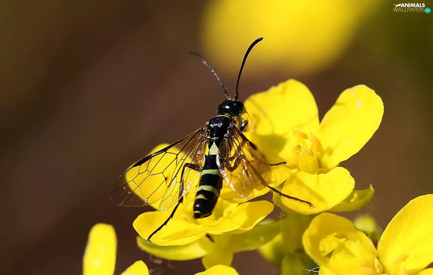 Flowers, fly, Yellow