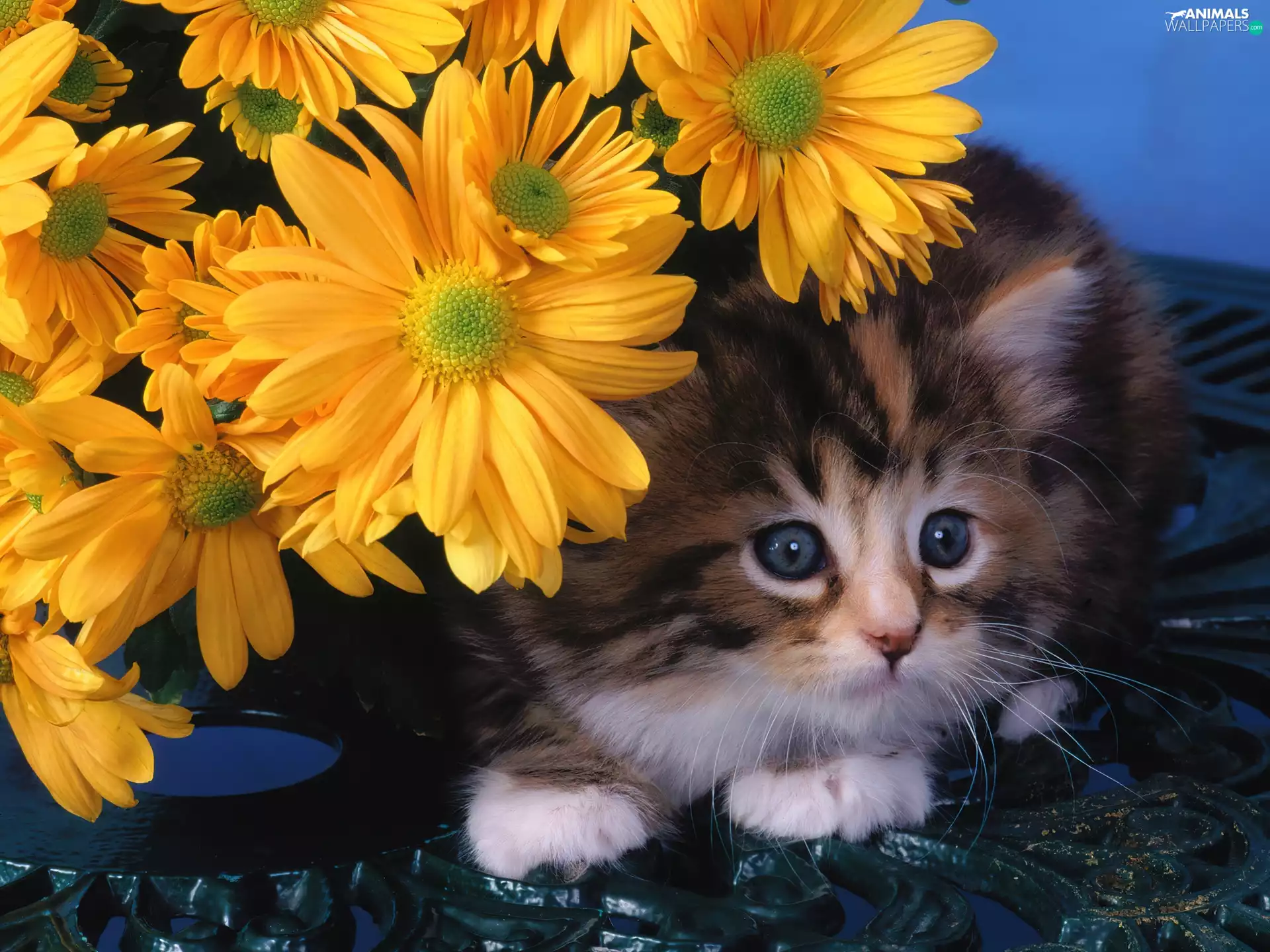 Flowers, kitty, Yellow