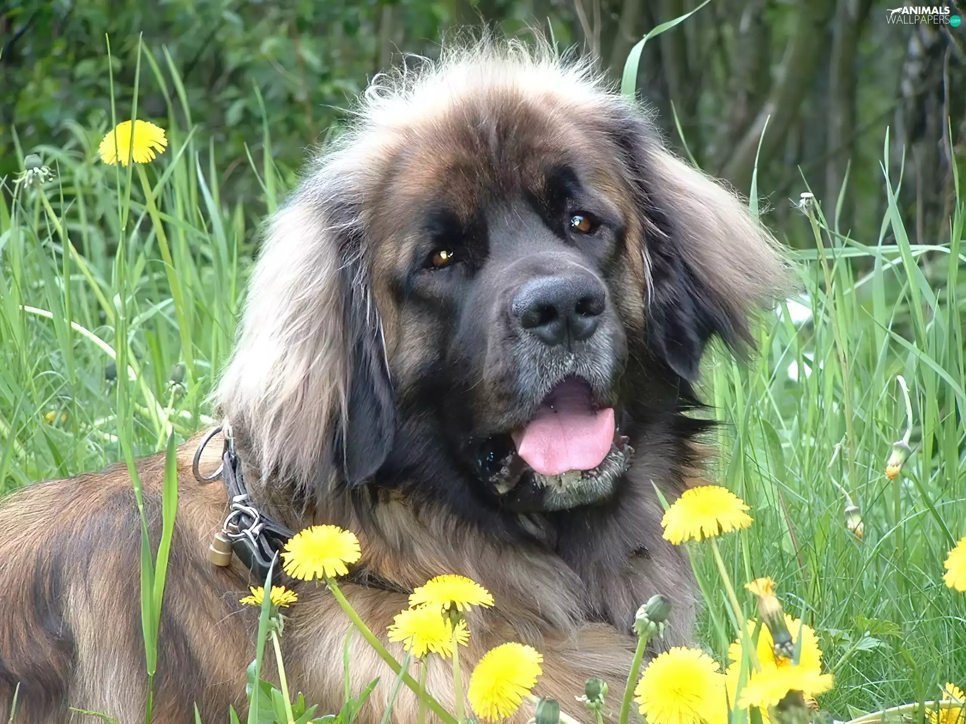 Flowers, Leonberger, Yellow