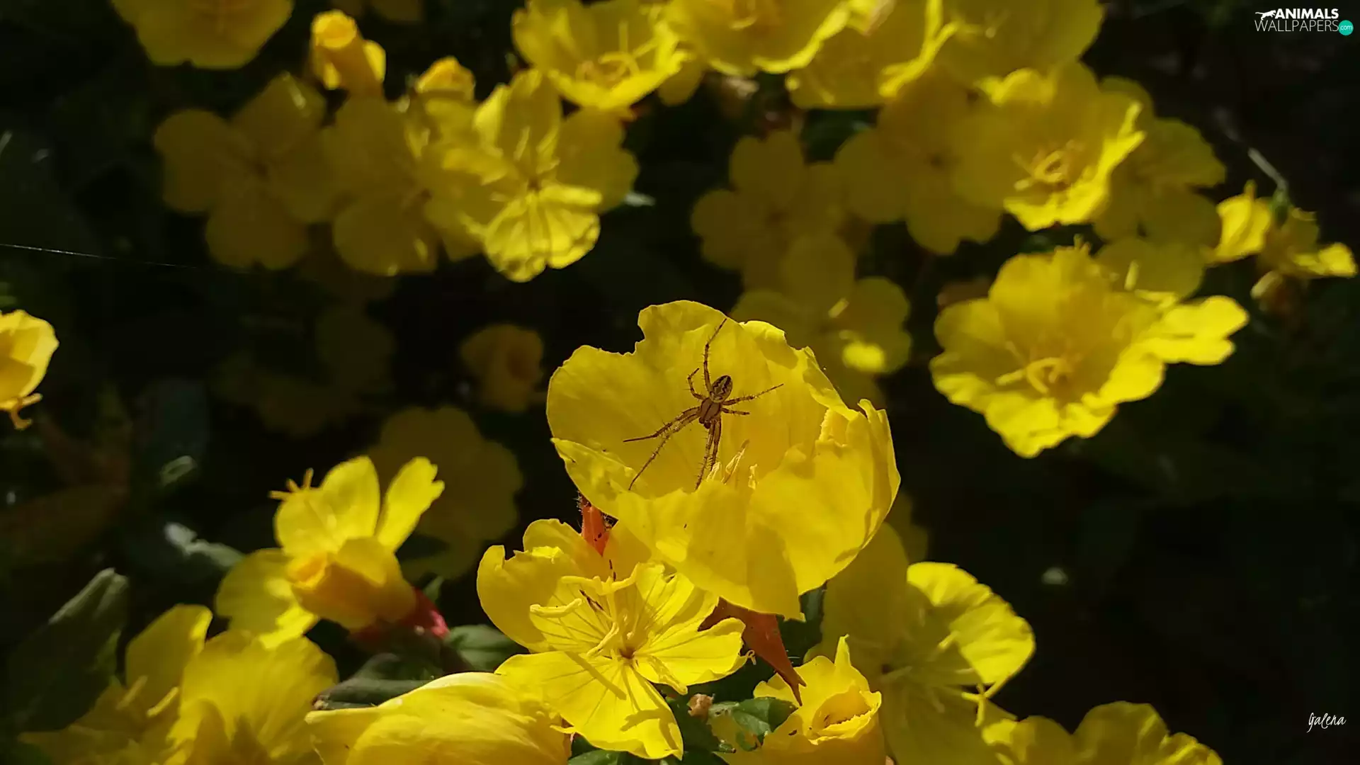 Yellow, primrose, Spider, Flowers