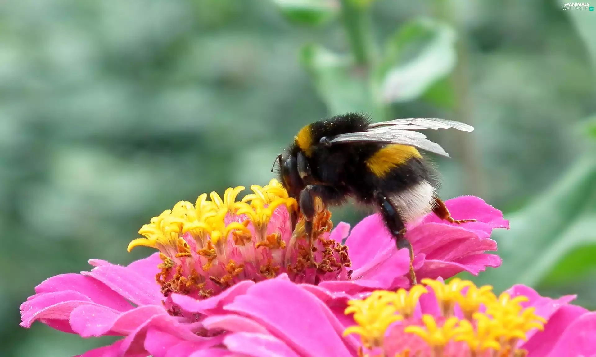 zinnia, dumbledor, Colourfull Flowers