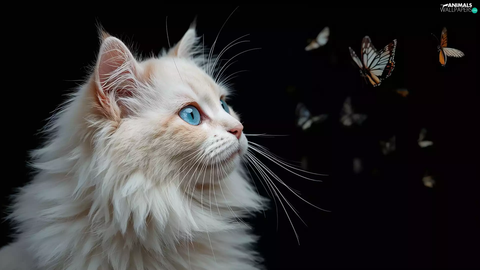 butterflies, White, background, fluffy, cat, Black, Ai