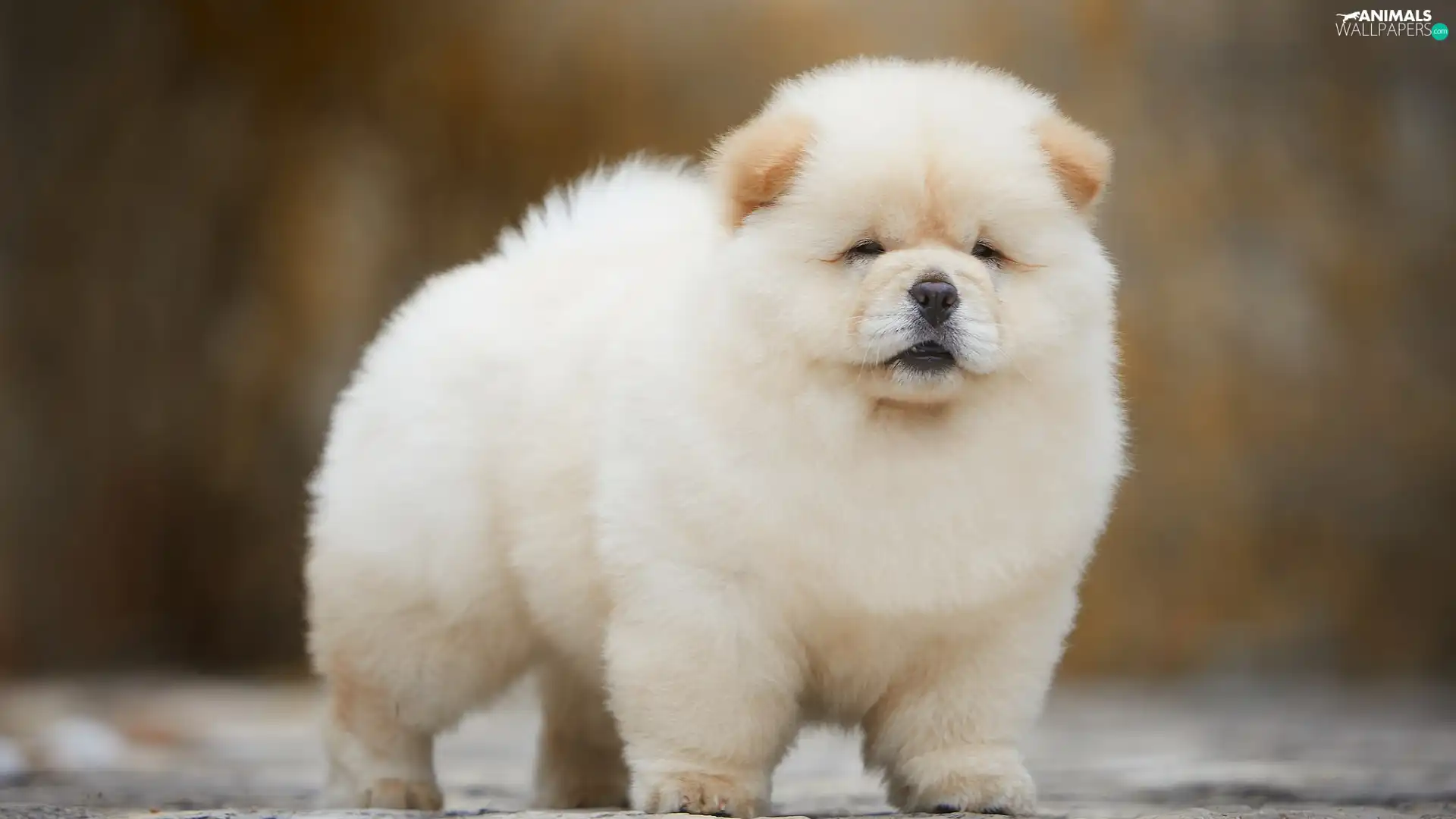 Puppy, Chow chow, fluffy, cream, dog