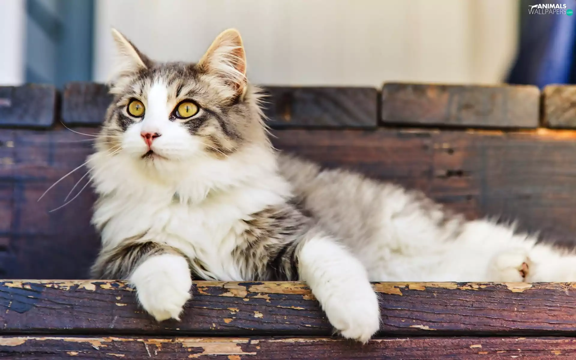 lying, cat, Stairs, fluffy
