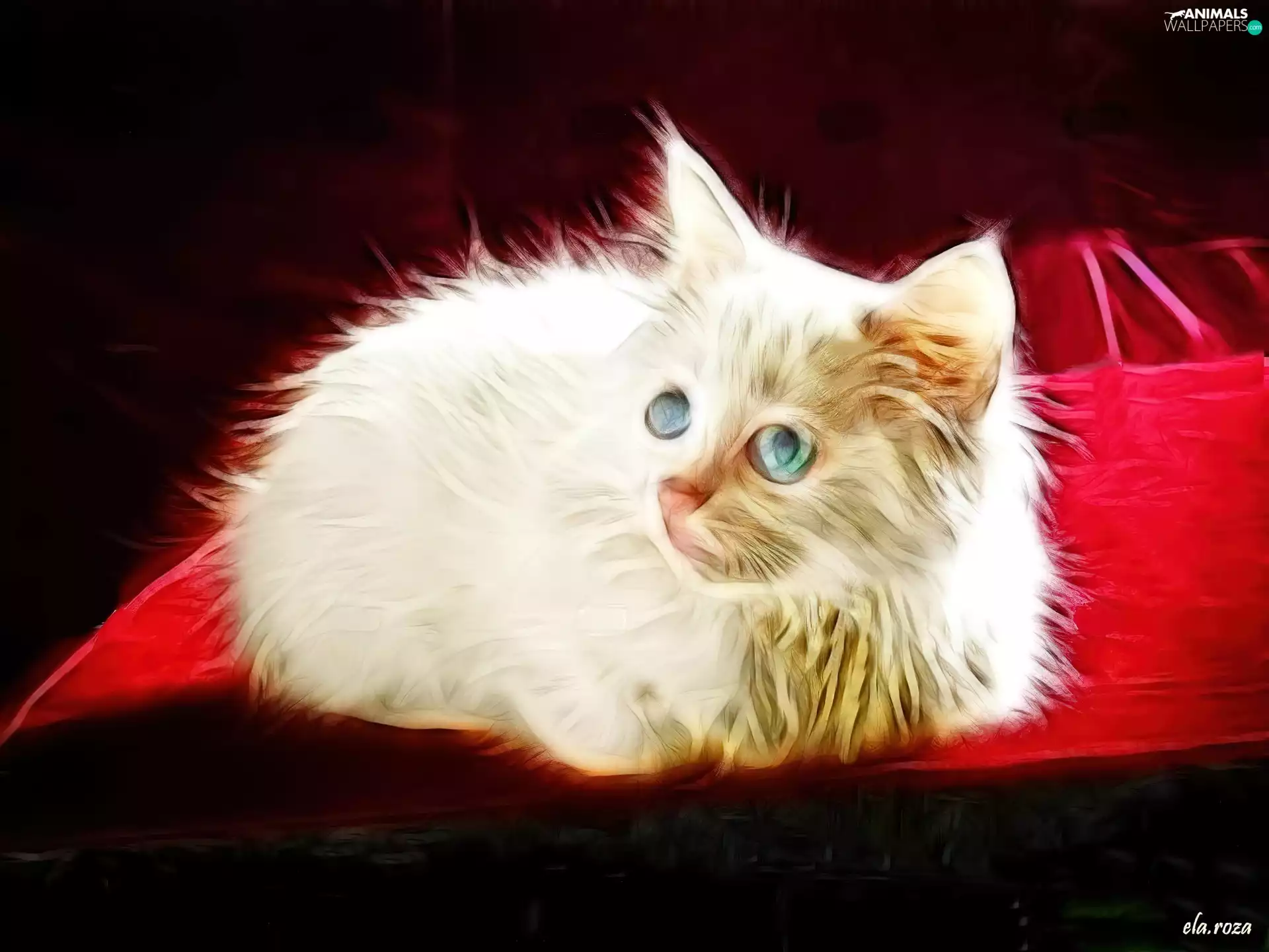 White, kitten, Fractalius, fluffy