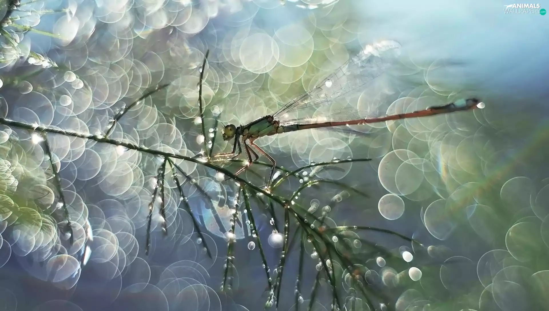 Bokeh, twig, dragon-fly