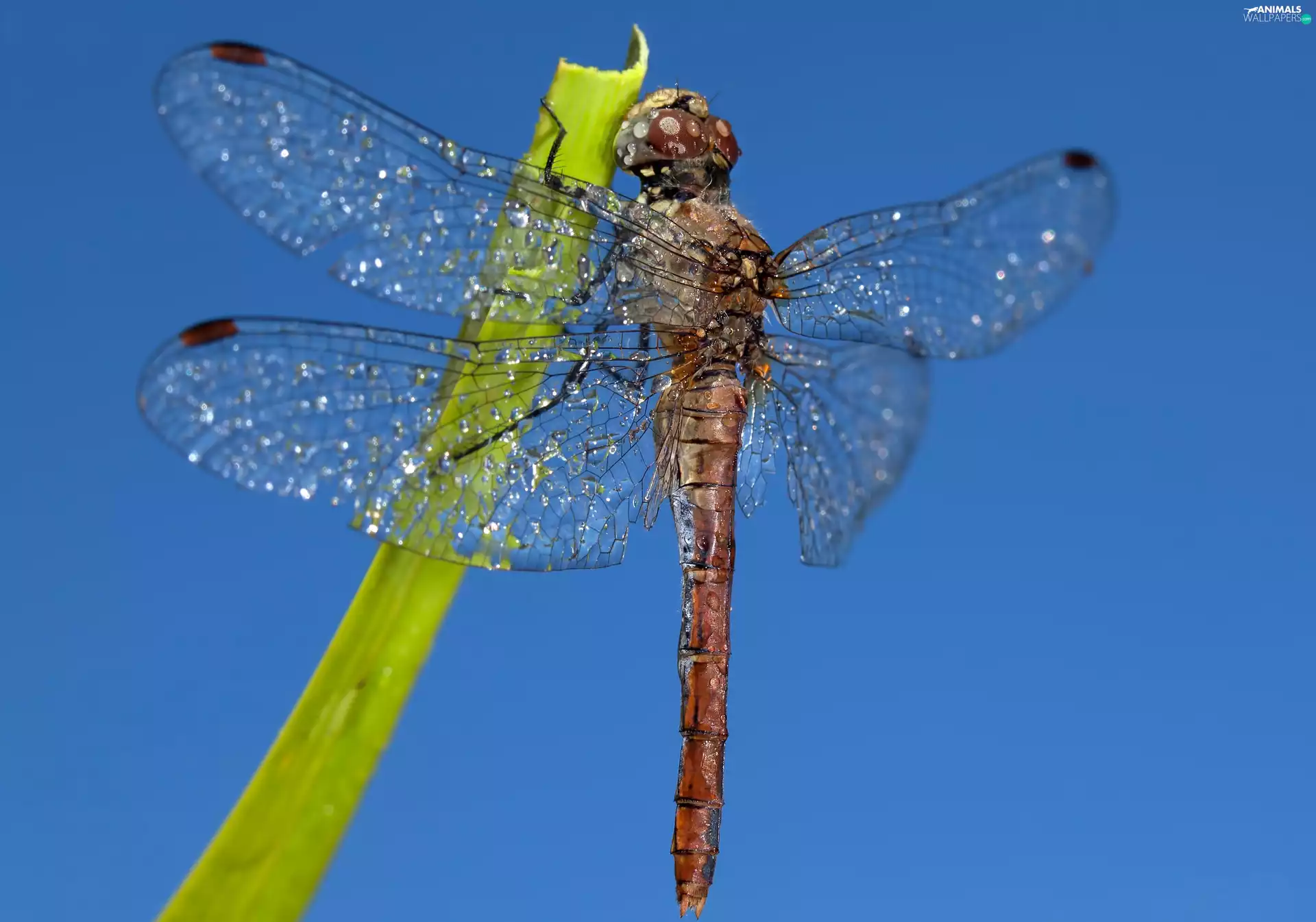 dragon-fly, drops, Close, stalk