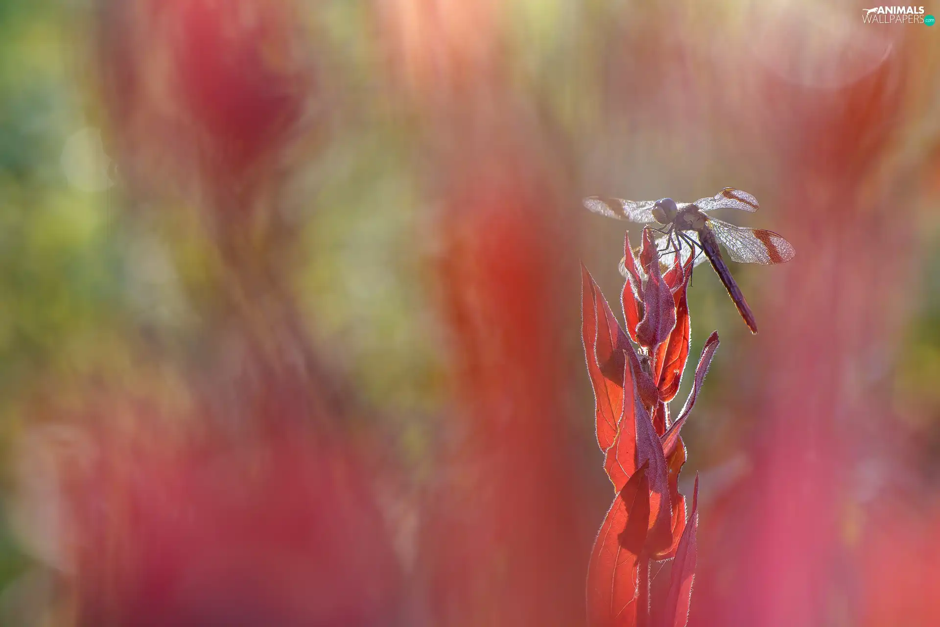 dragon-fly, fuzzy, background, plant