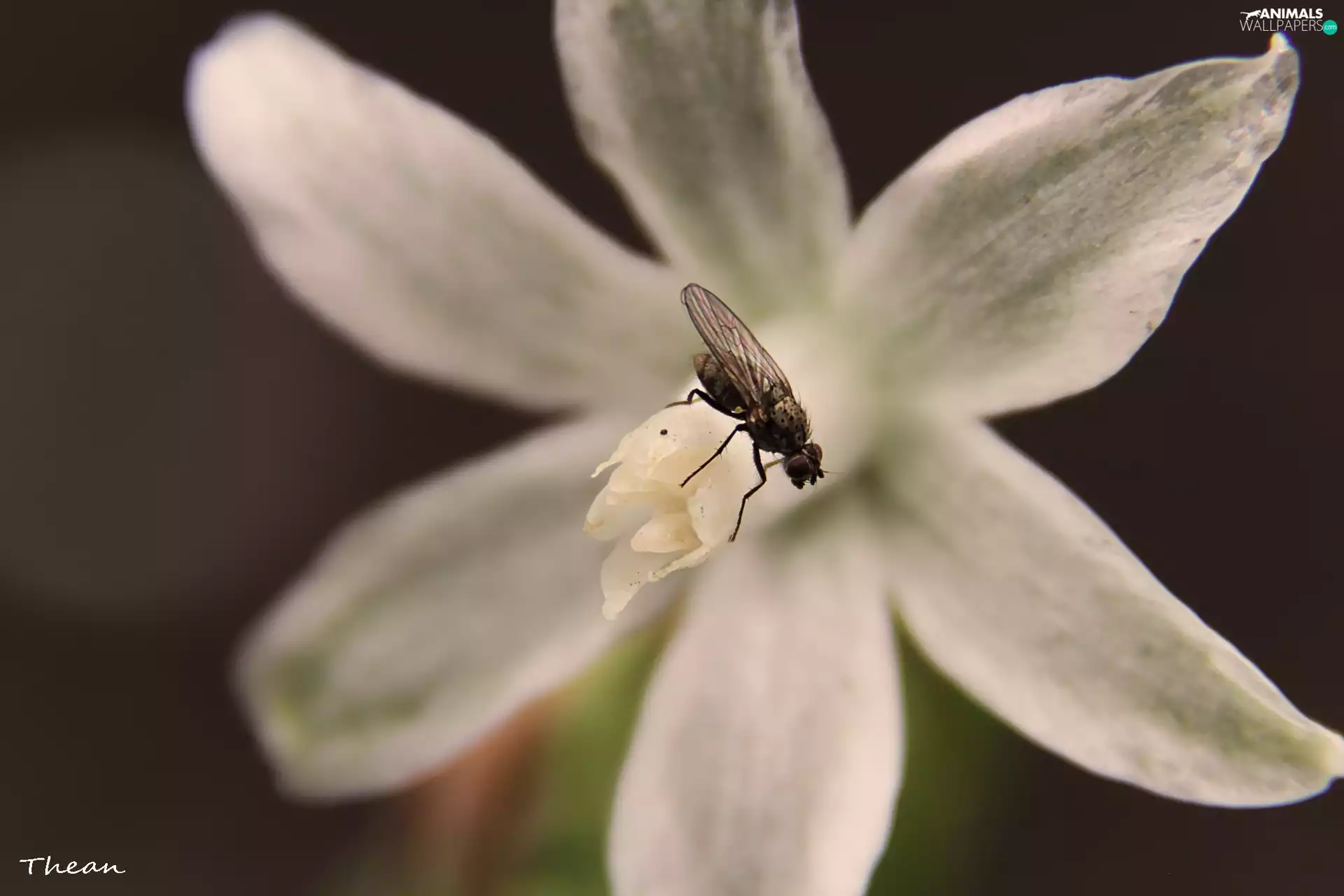 White, fly, Insect, Colourfull Flowers