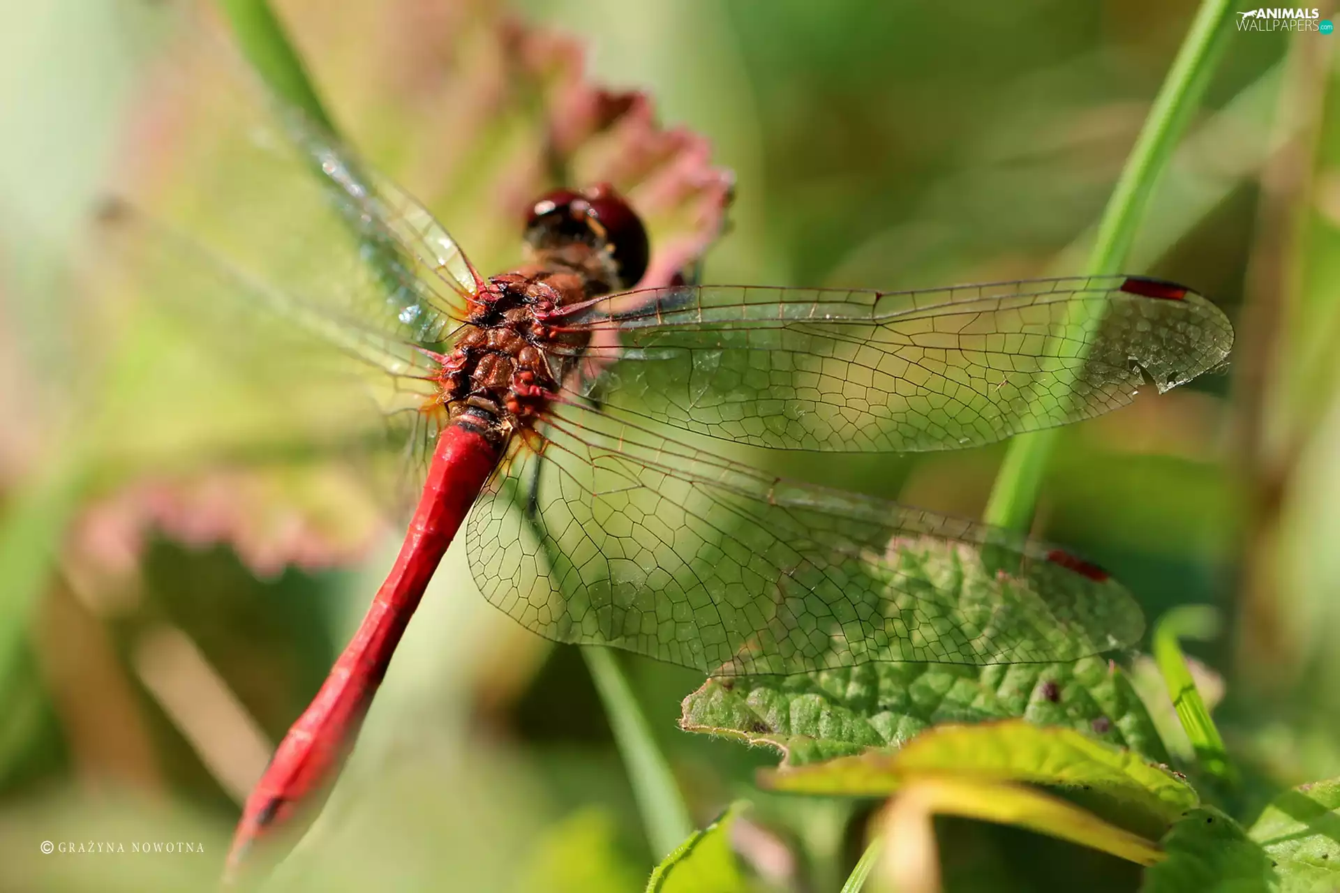 wings, Insect, dragon-fly