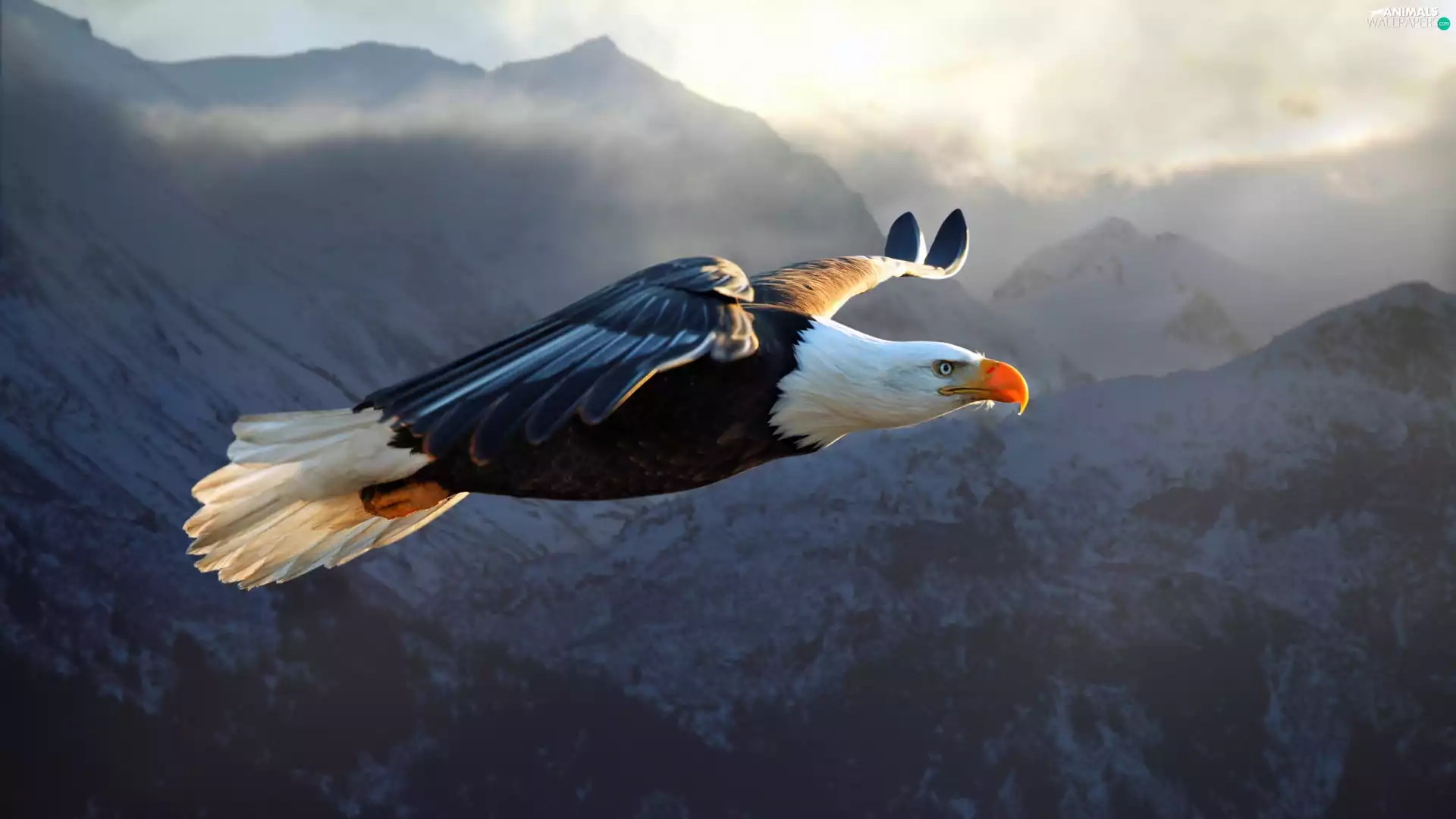 Mountains, flying, American Bald Eagle