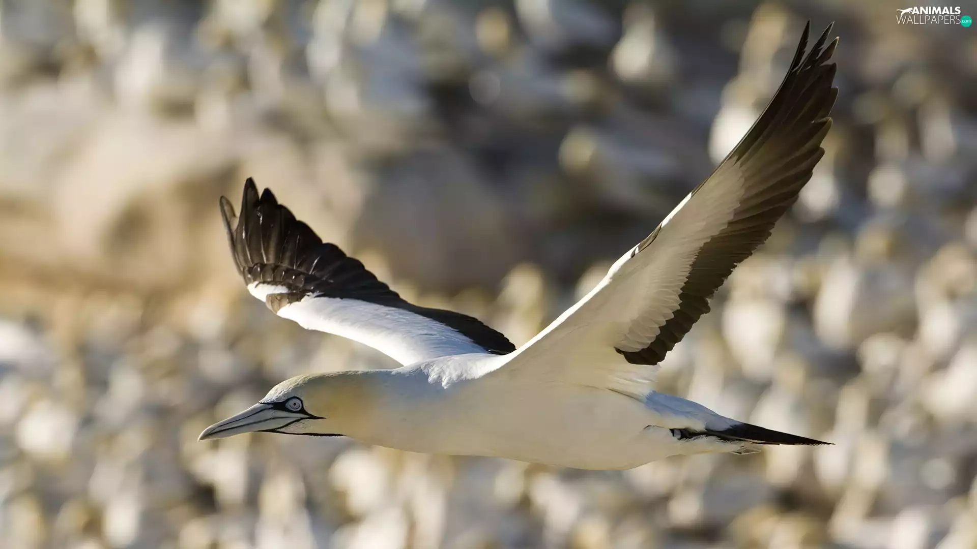 flying, gannet