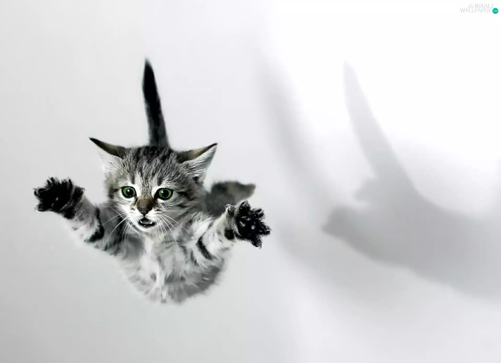 flying, kitten