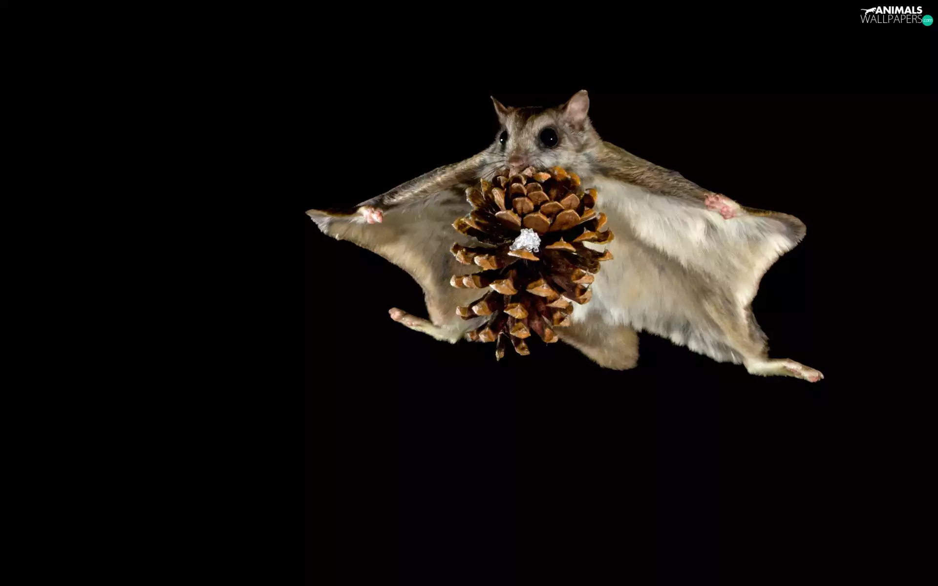 Flying, flying squirrel, cone, squirrel