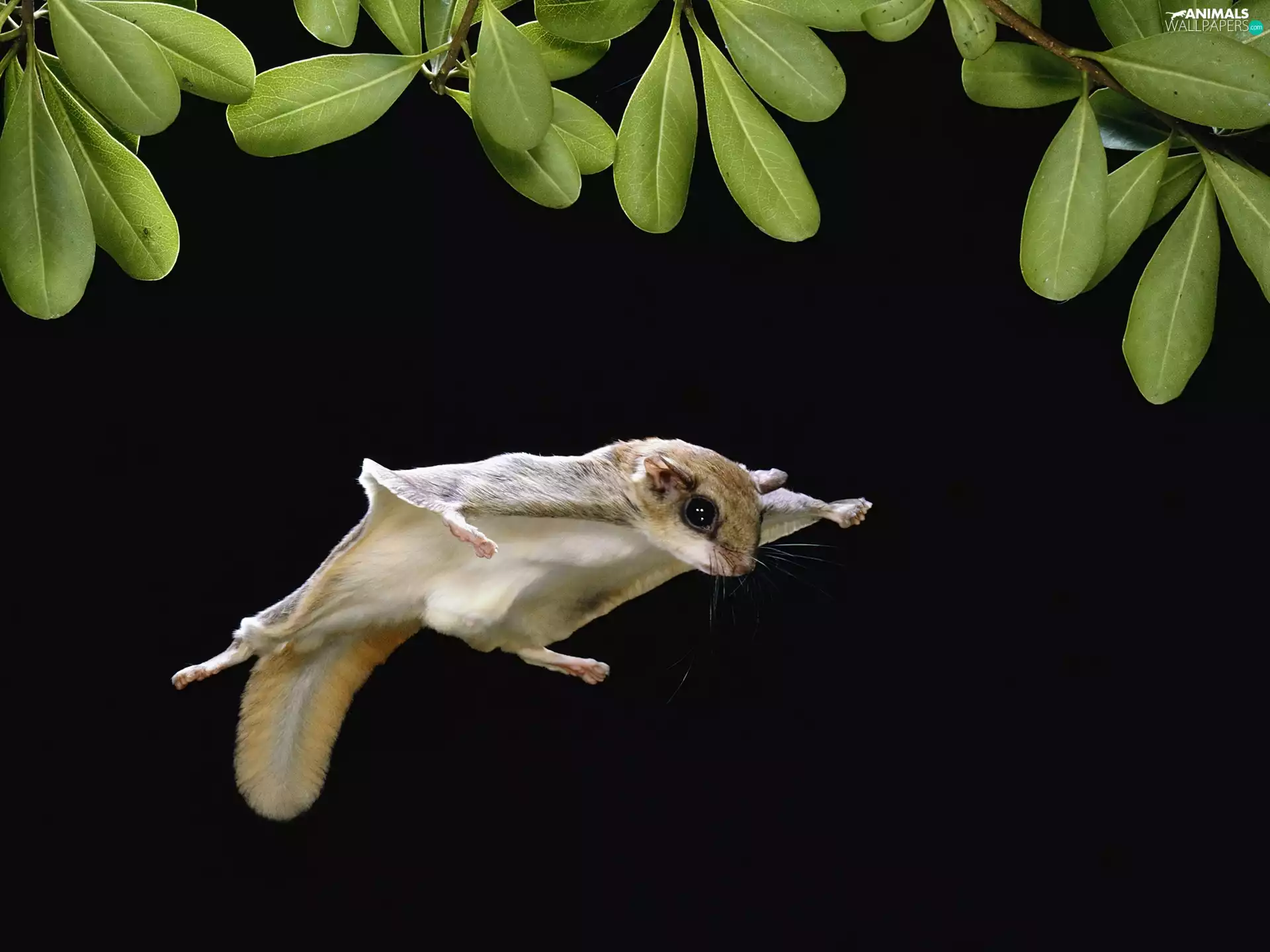 Flying, squirrel