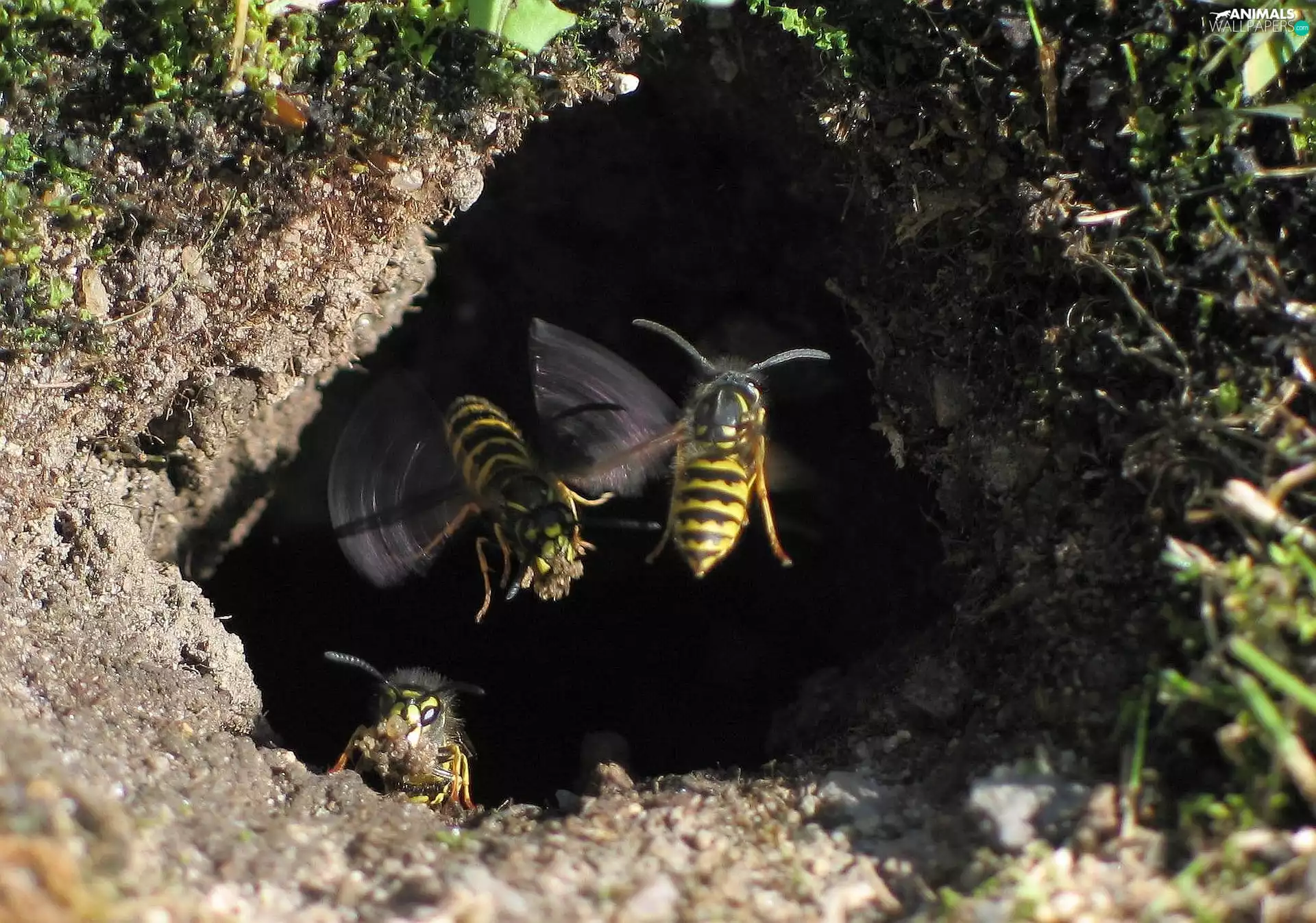 flying, Wasps