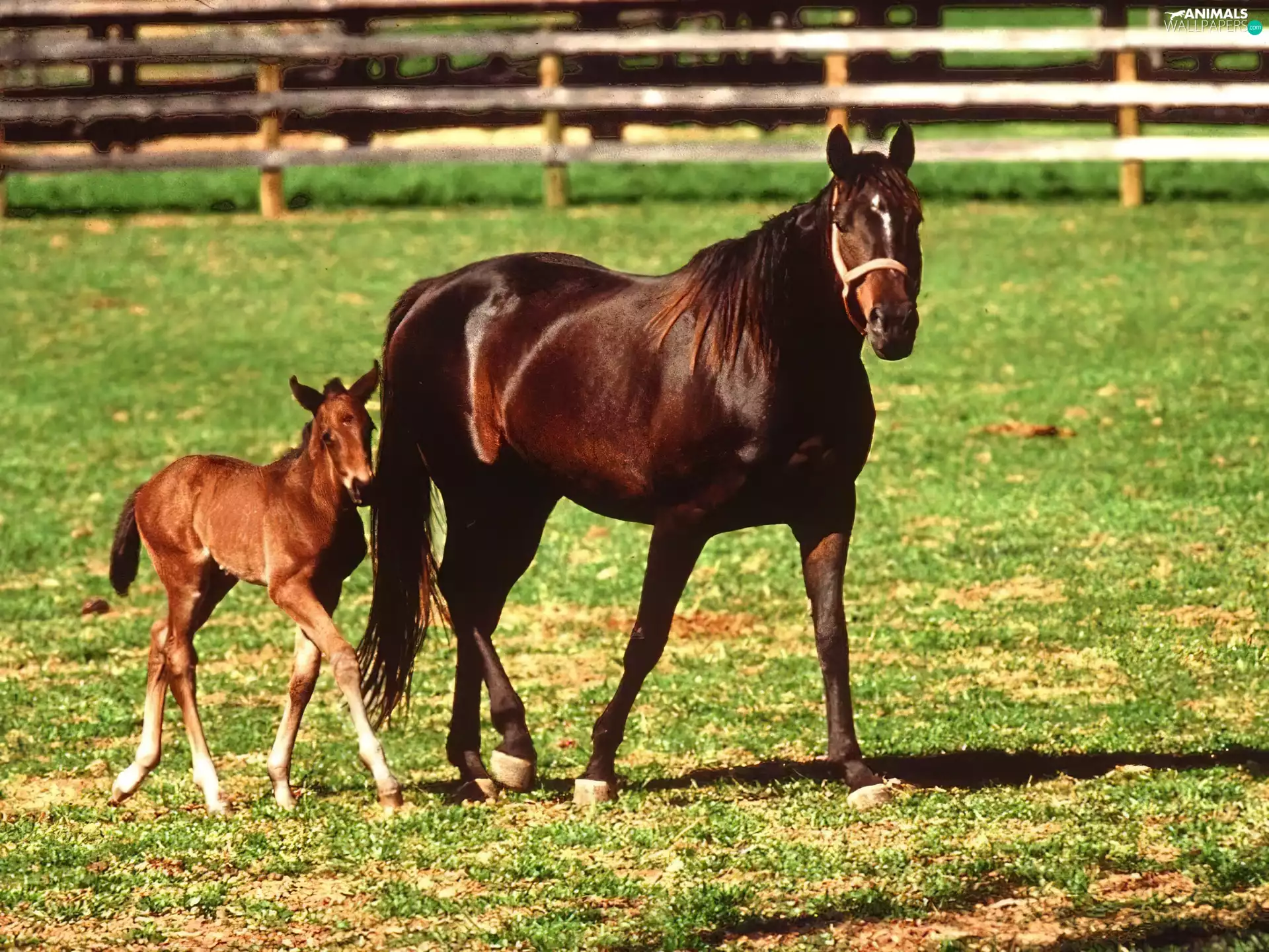 Horse, grass, paddock, foal