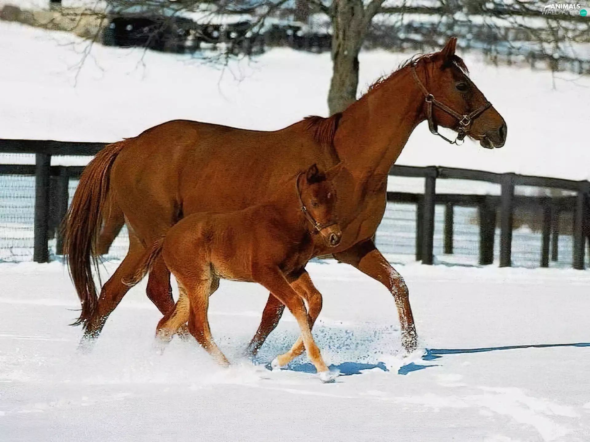 Horse, snow, paddock, foal