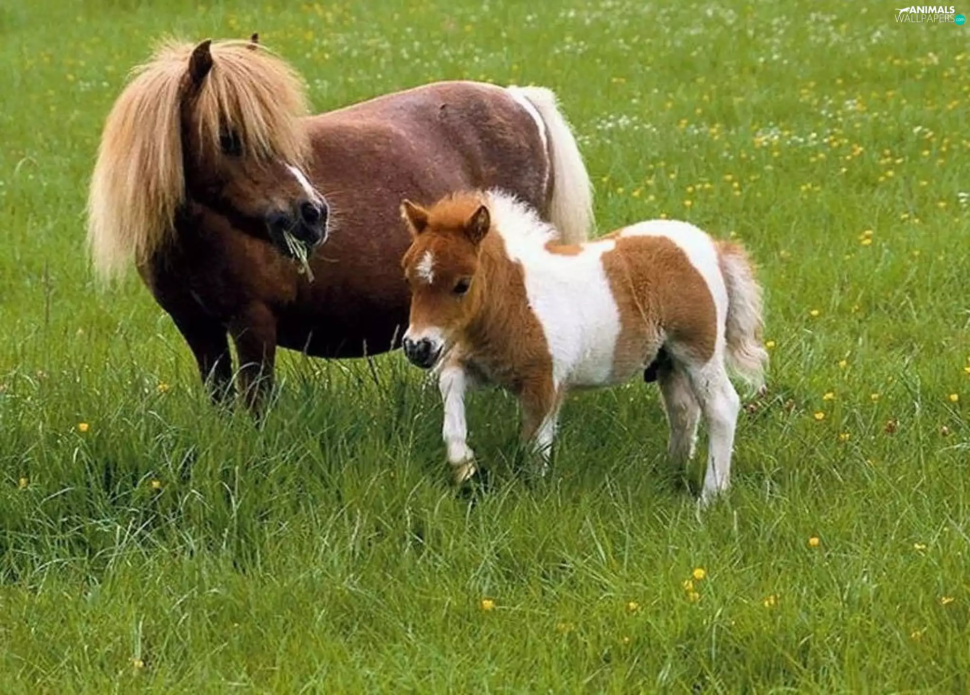 foal, Horse, pony