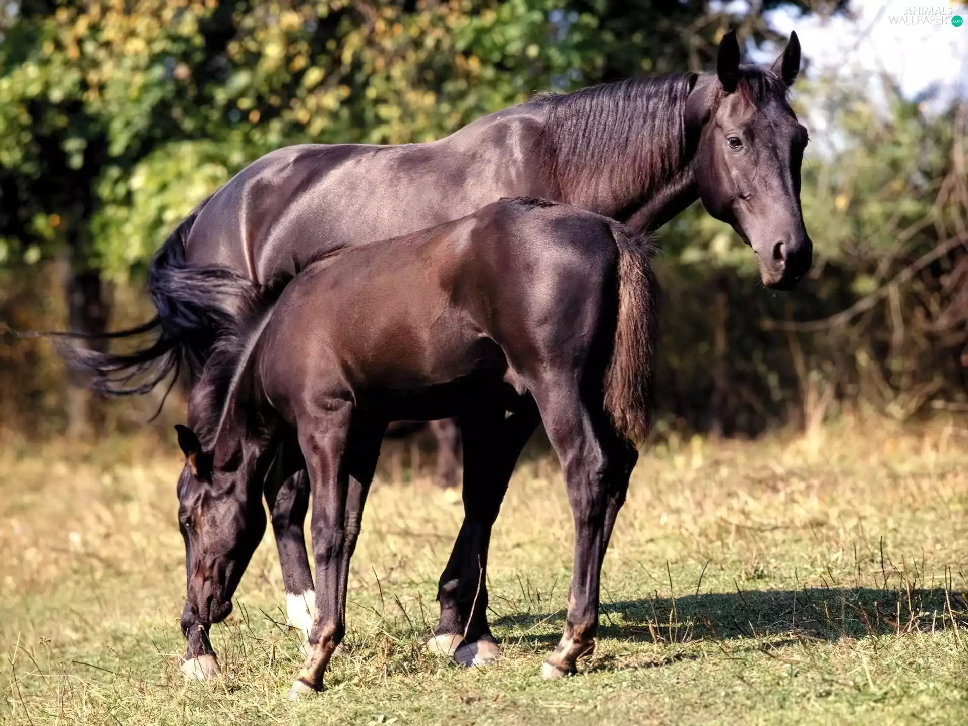grass, Mare, trees, foal, penalty, Meadow, viewes