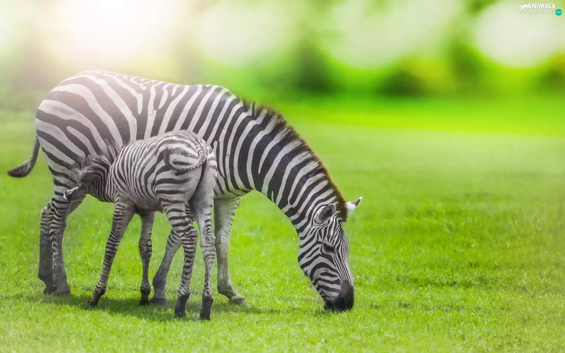 zebra, grass, blur, foal
