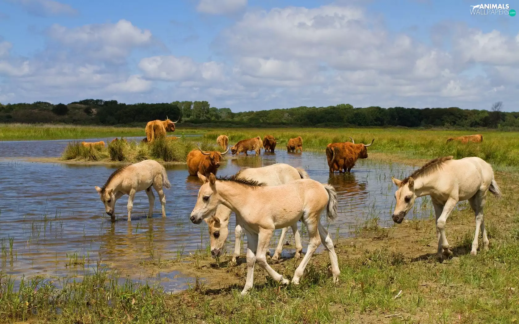 foals, Scottish Cow