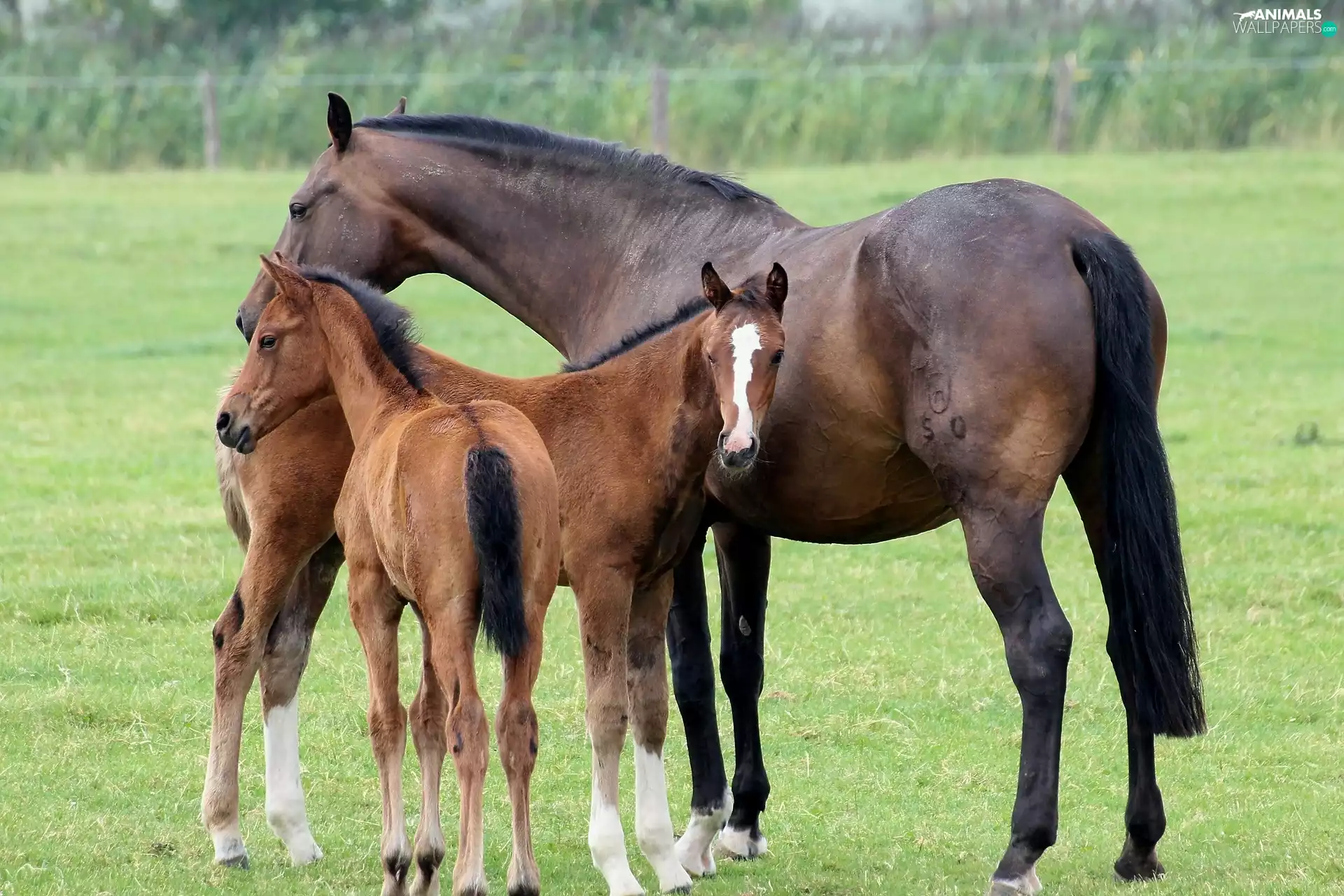 foals, Horse, grass