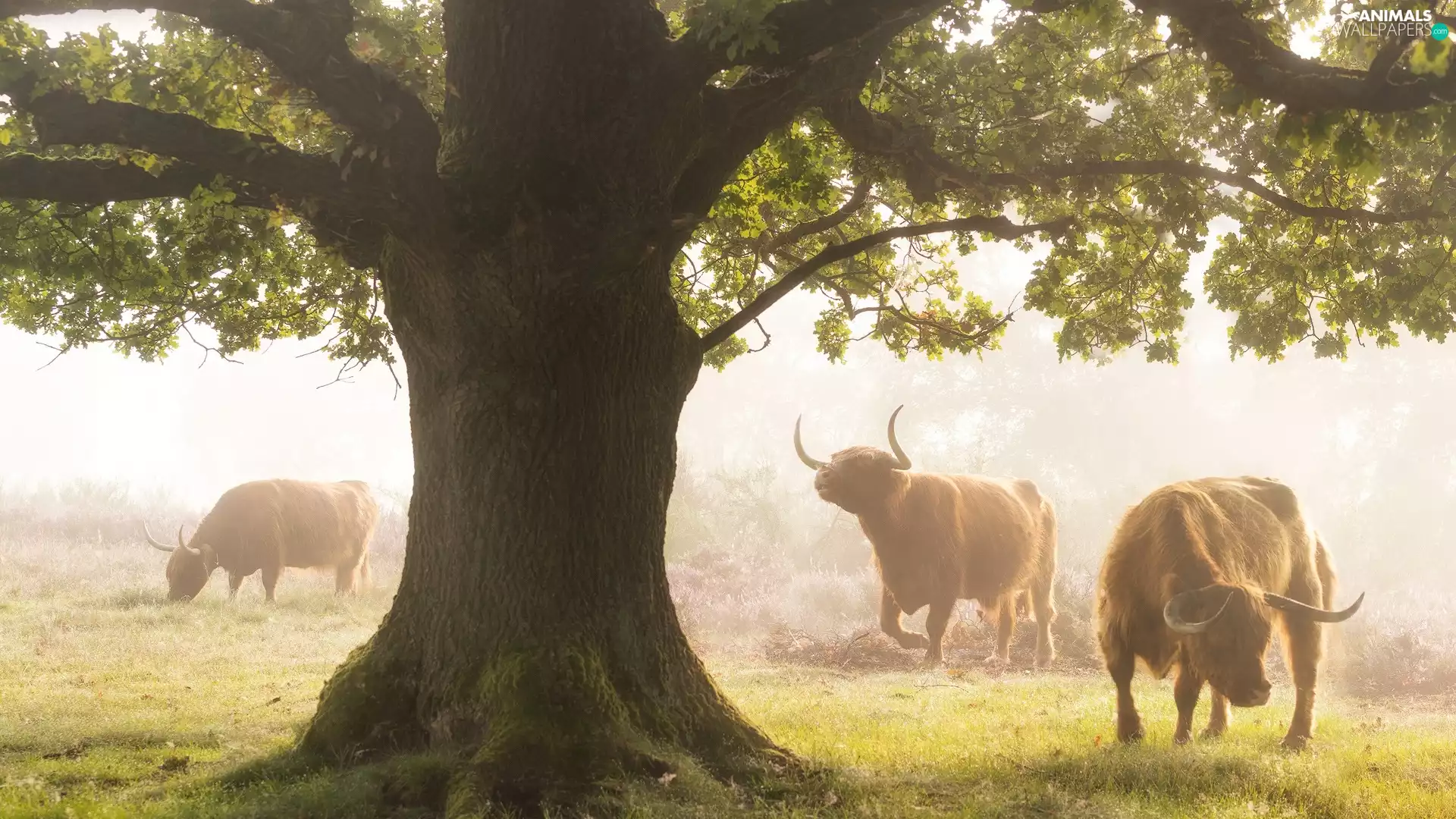 grass, Fog, Big, trees, Cows