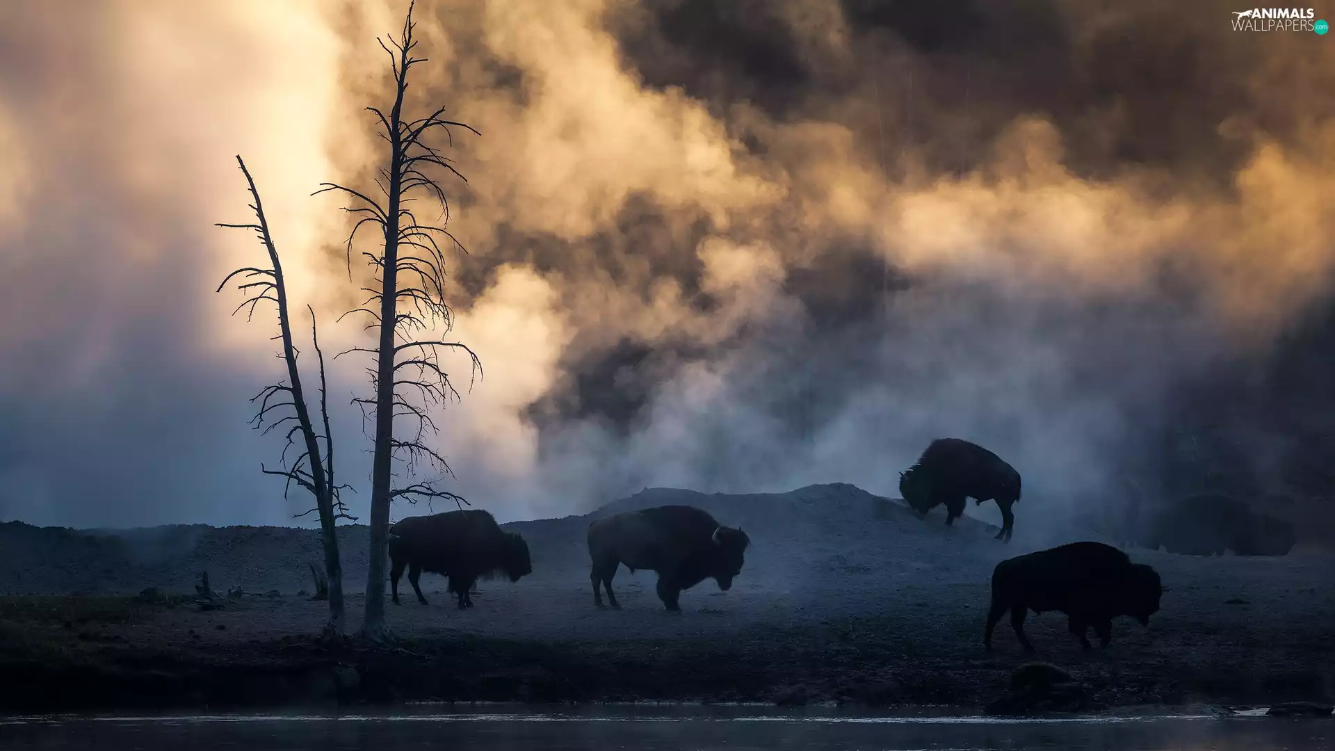 bison, trees, viewes, Fog