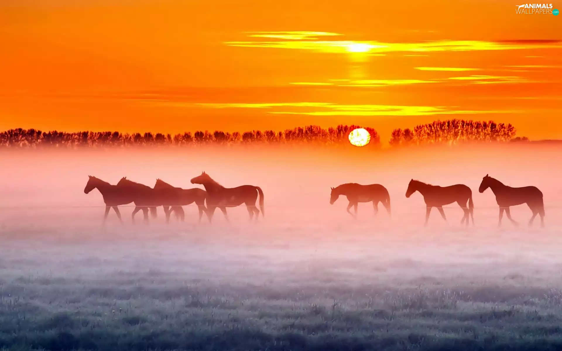Meadow, herd, Sunrise, Fog, pasture, bloodstock