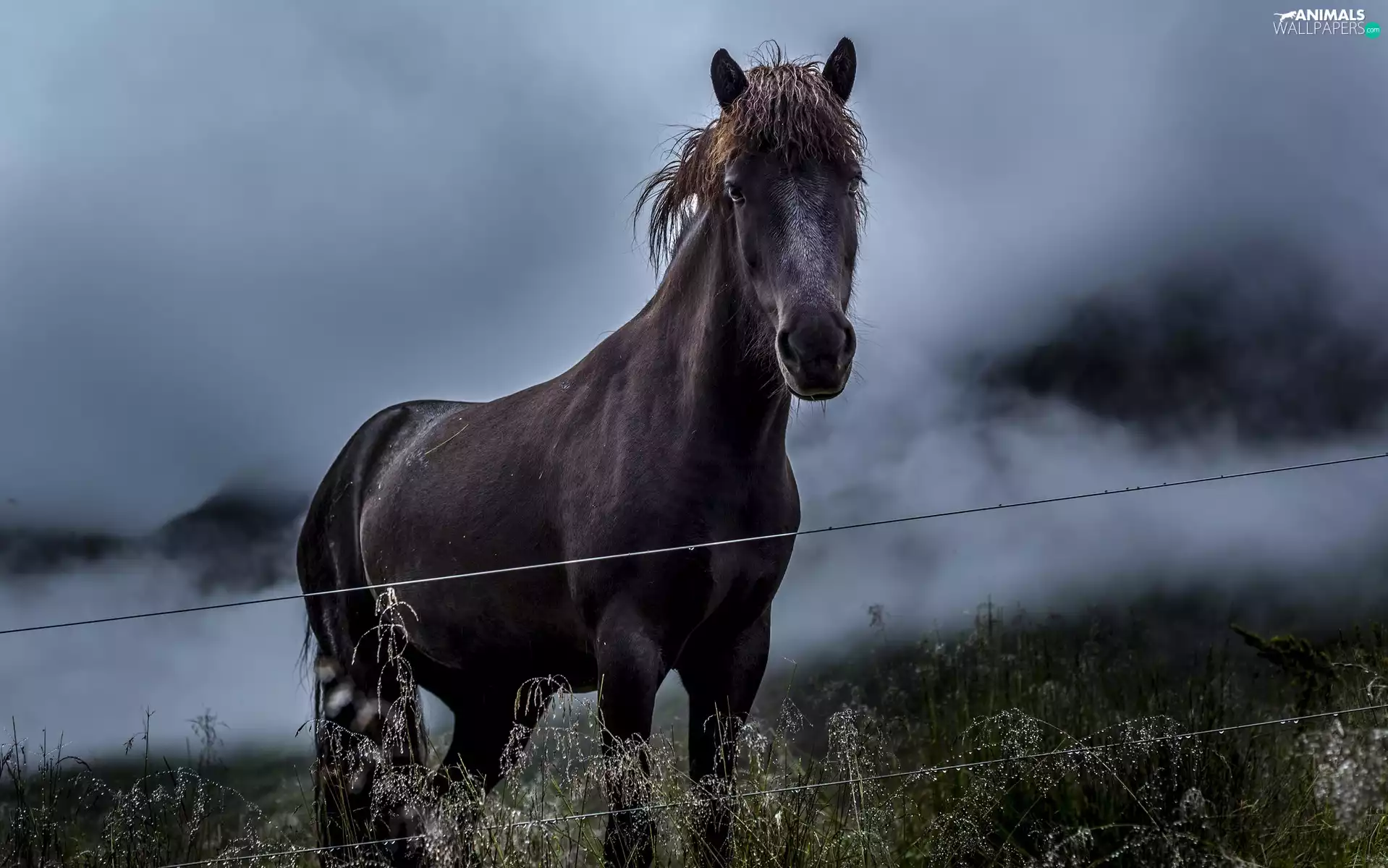 grass, Fog, fence, Meadow, Horse