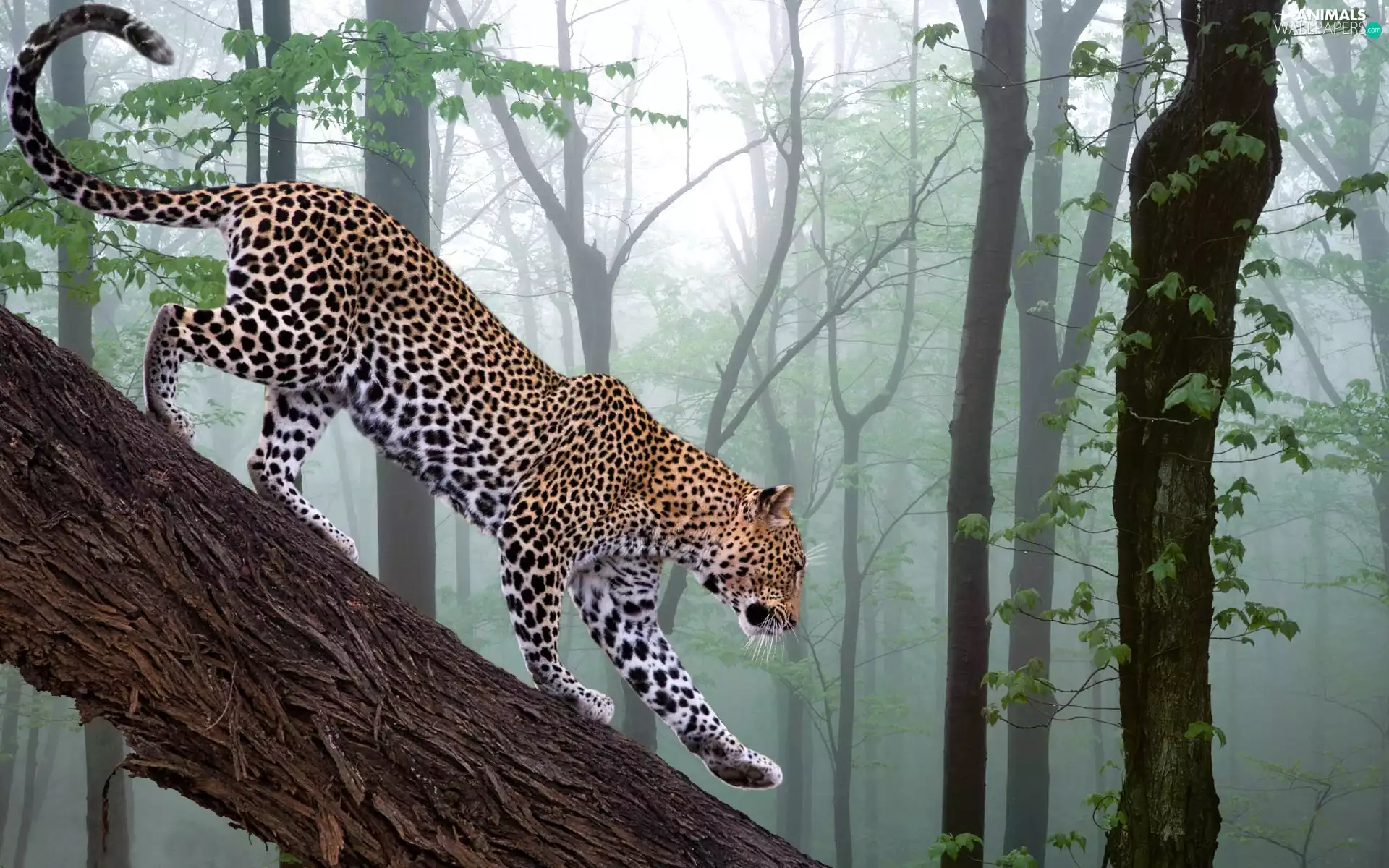 Fog, Leopards, forest