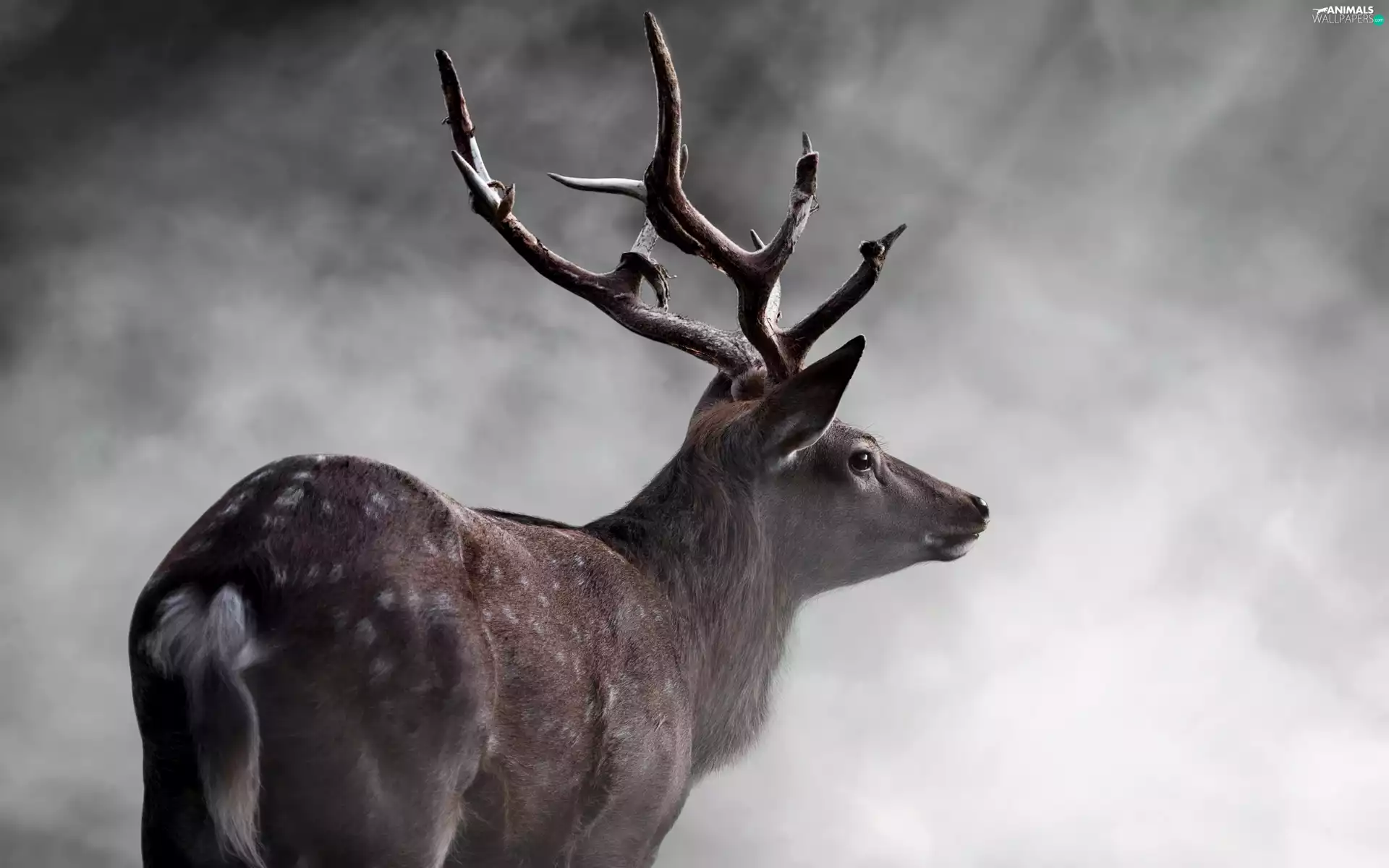Fog, deer, horns