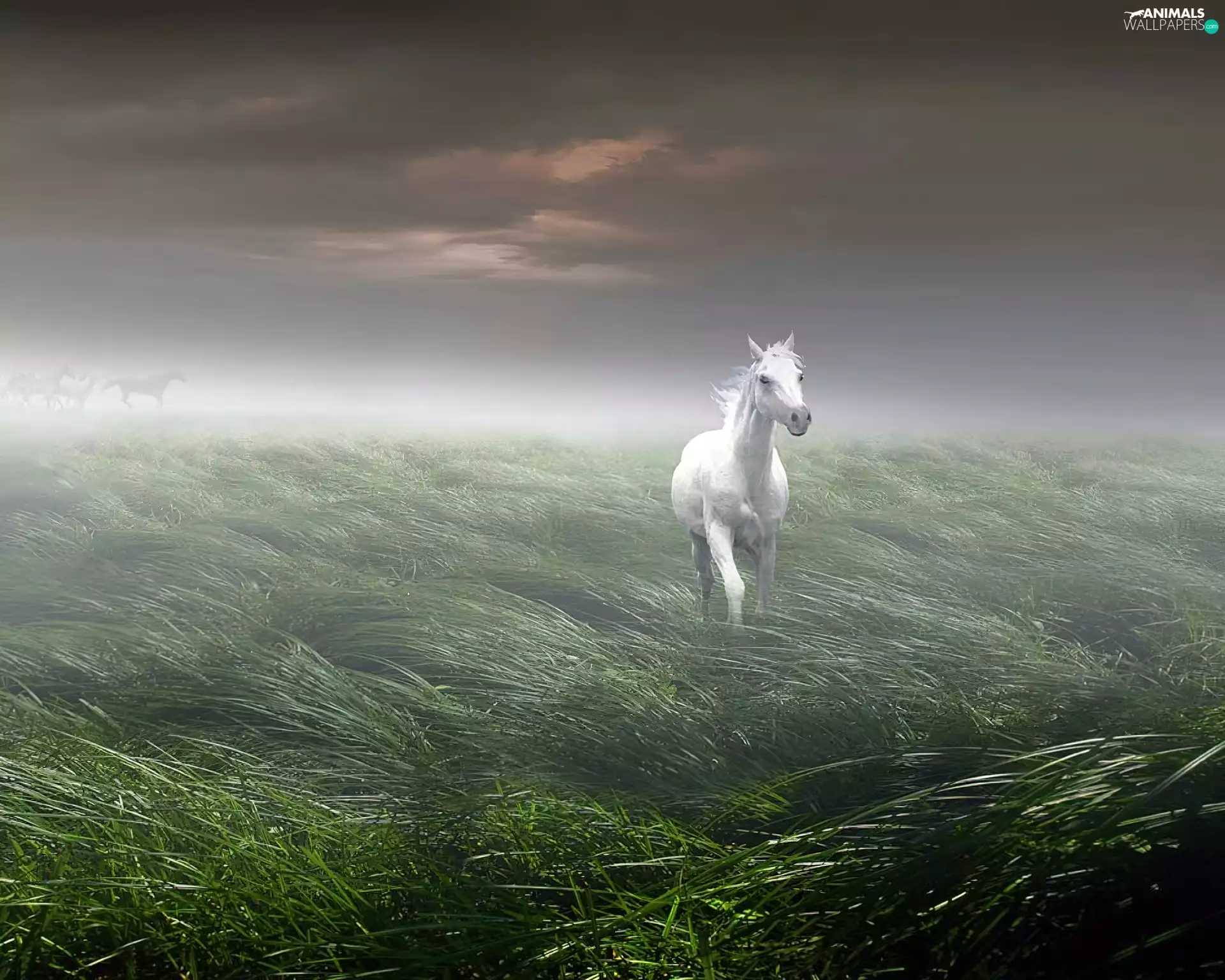 Fog, White, Horse