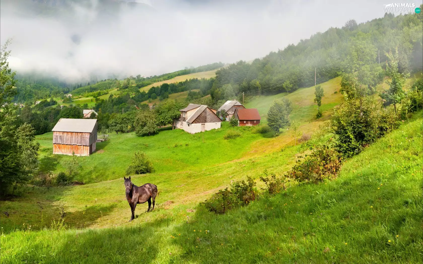 woods, Fog, Meadow, Mountains, Horse
