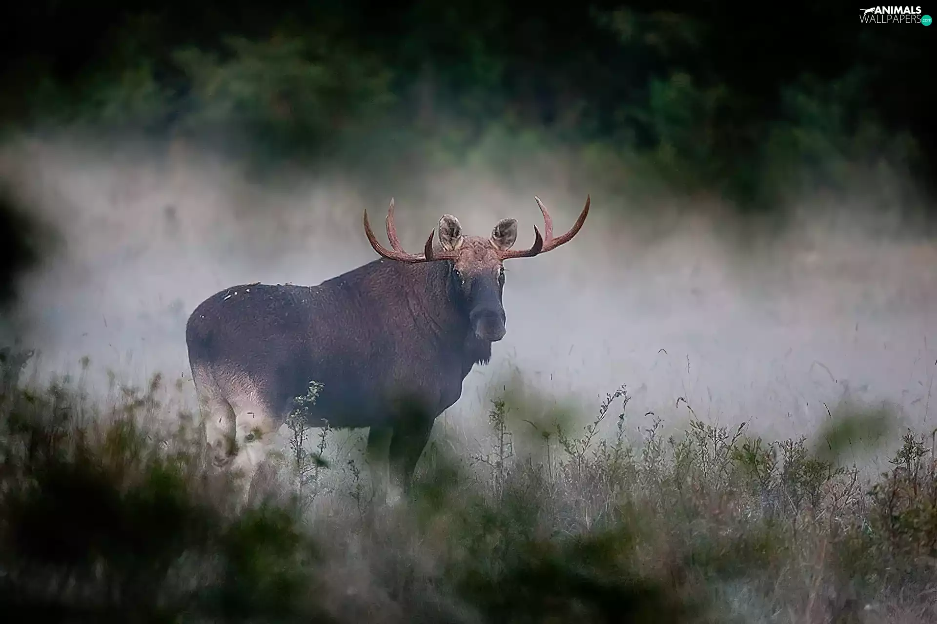 Fog, moose, Morning