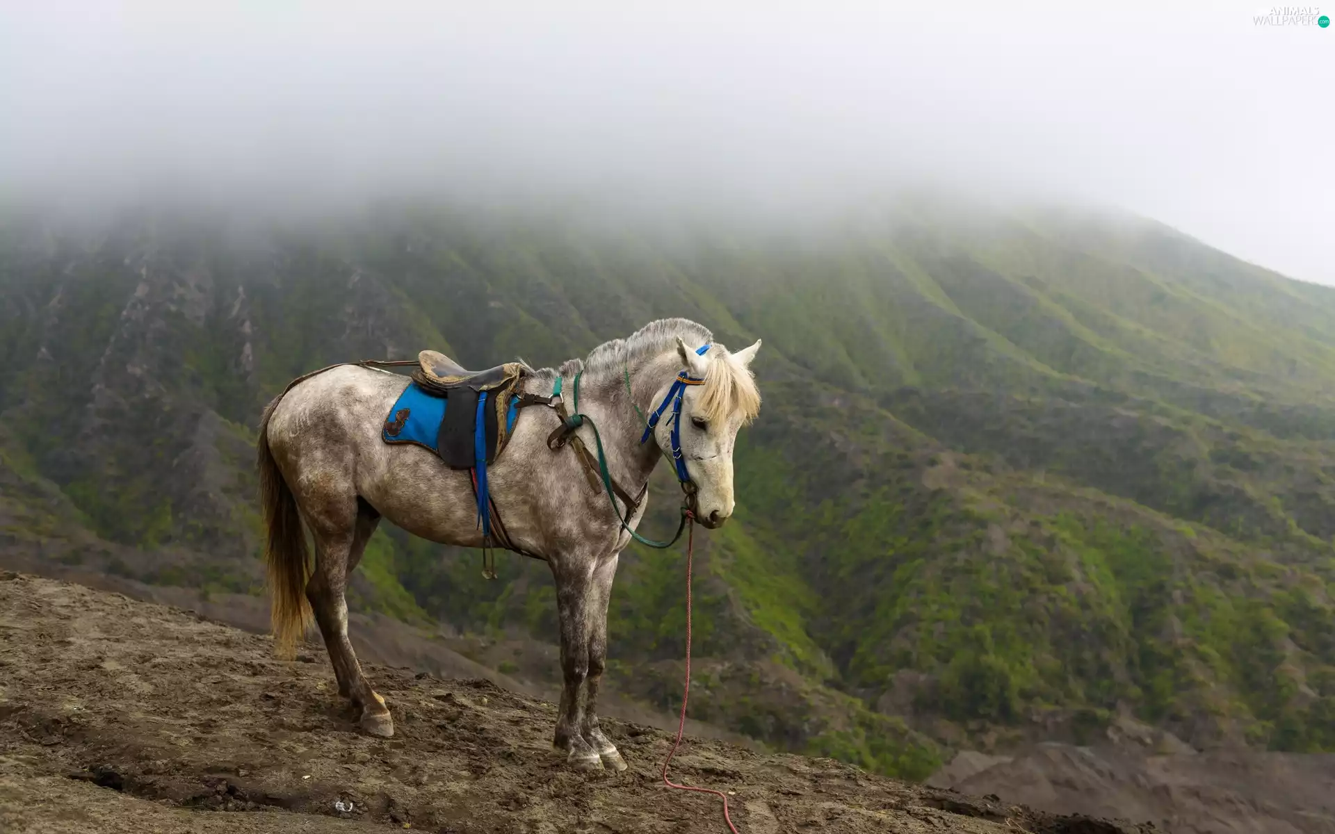 Fog, Horse, Mountains