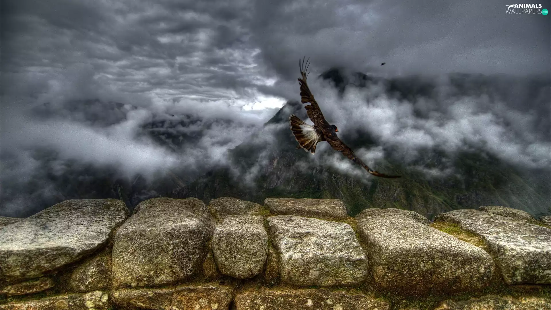 Mountains, birds, ledge, Fog