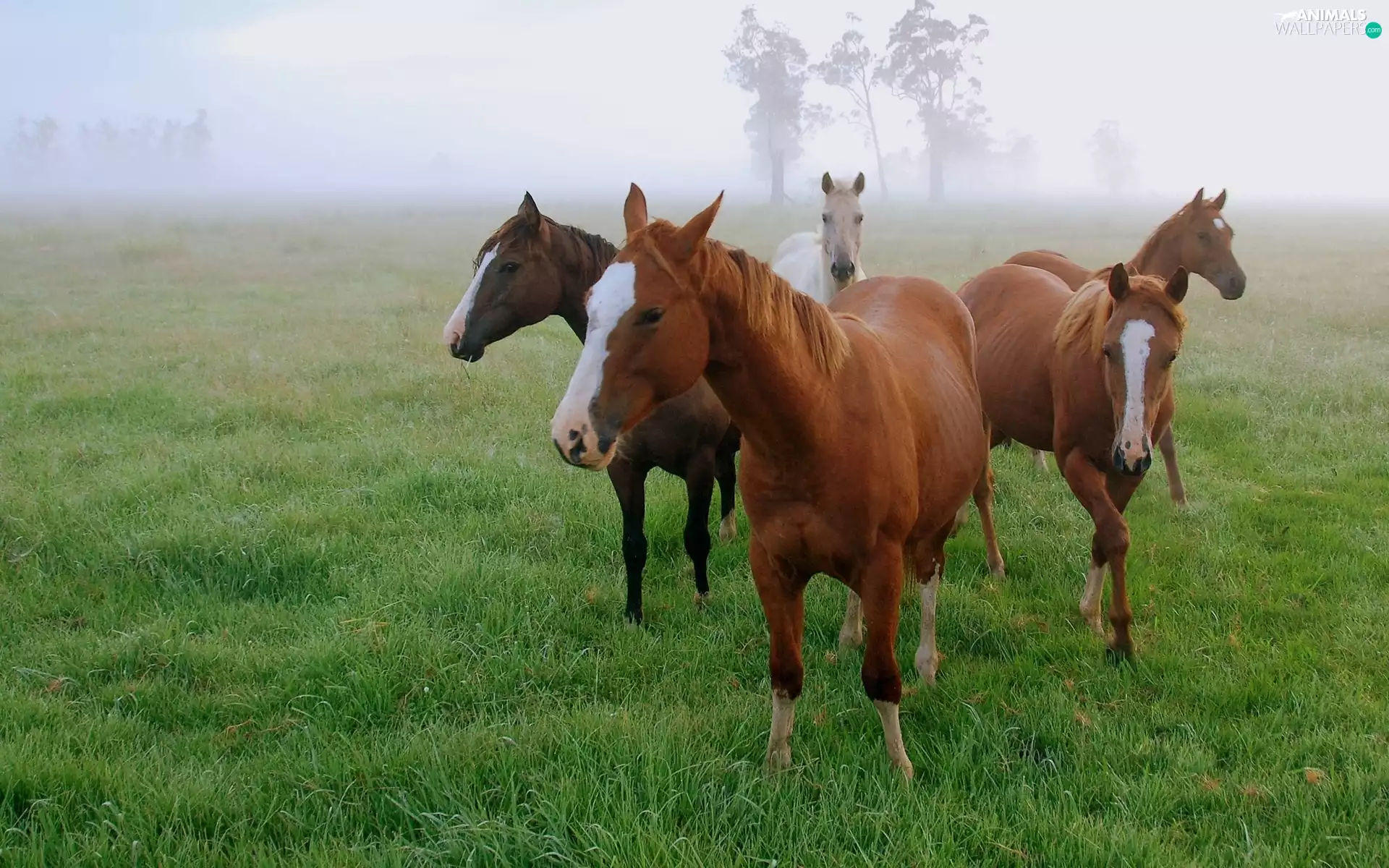 Fog, bloodstock, pasture