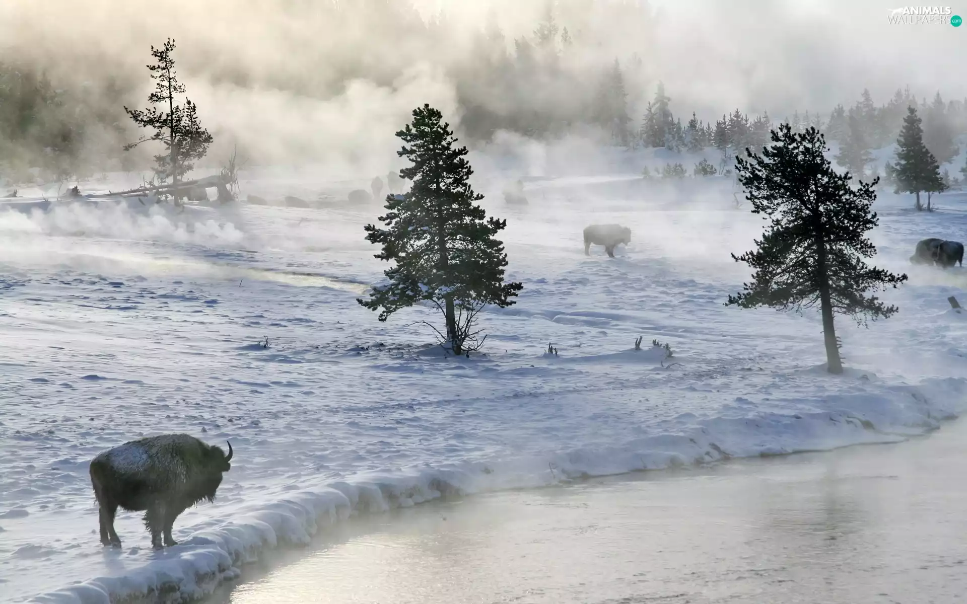trees, bison, snow, Fog, viewes, River