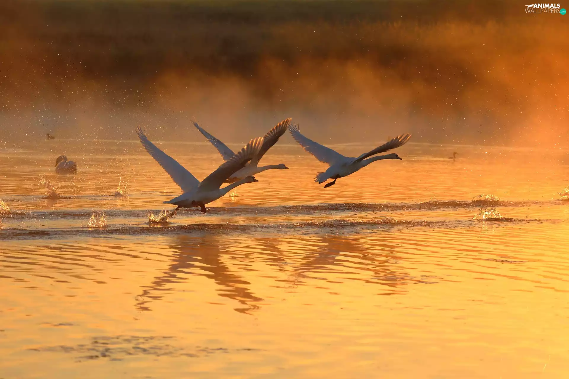 birds, Swan, lake, Fog, Great Sunsets