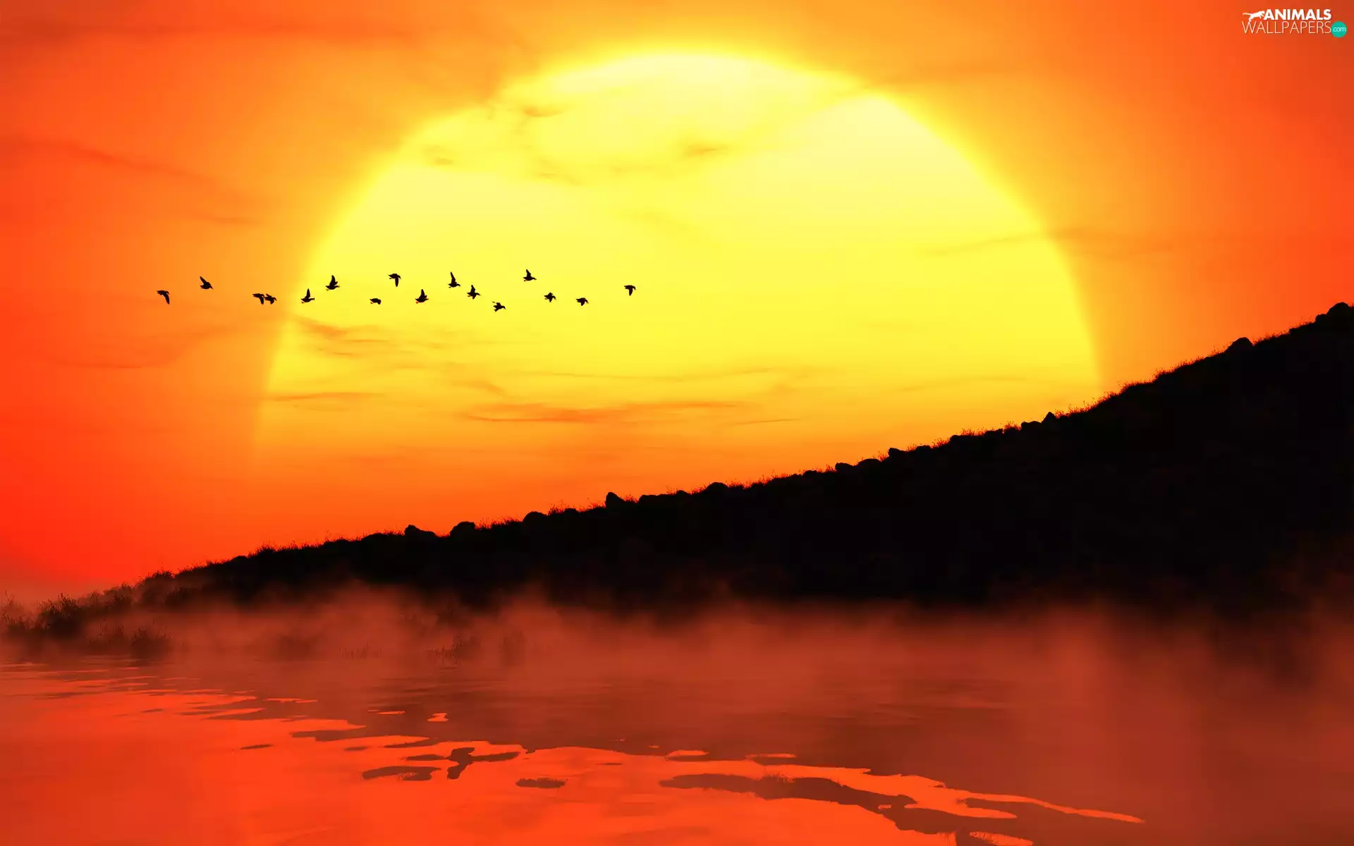 herd, birds, lake, Fog, Great Sunsets