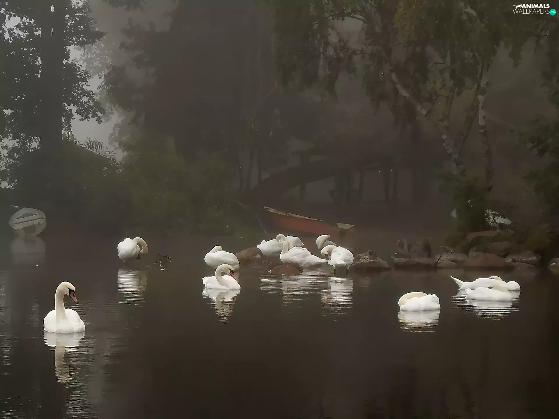 boats, River, viewes, Fog, trees, Swan