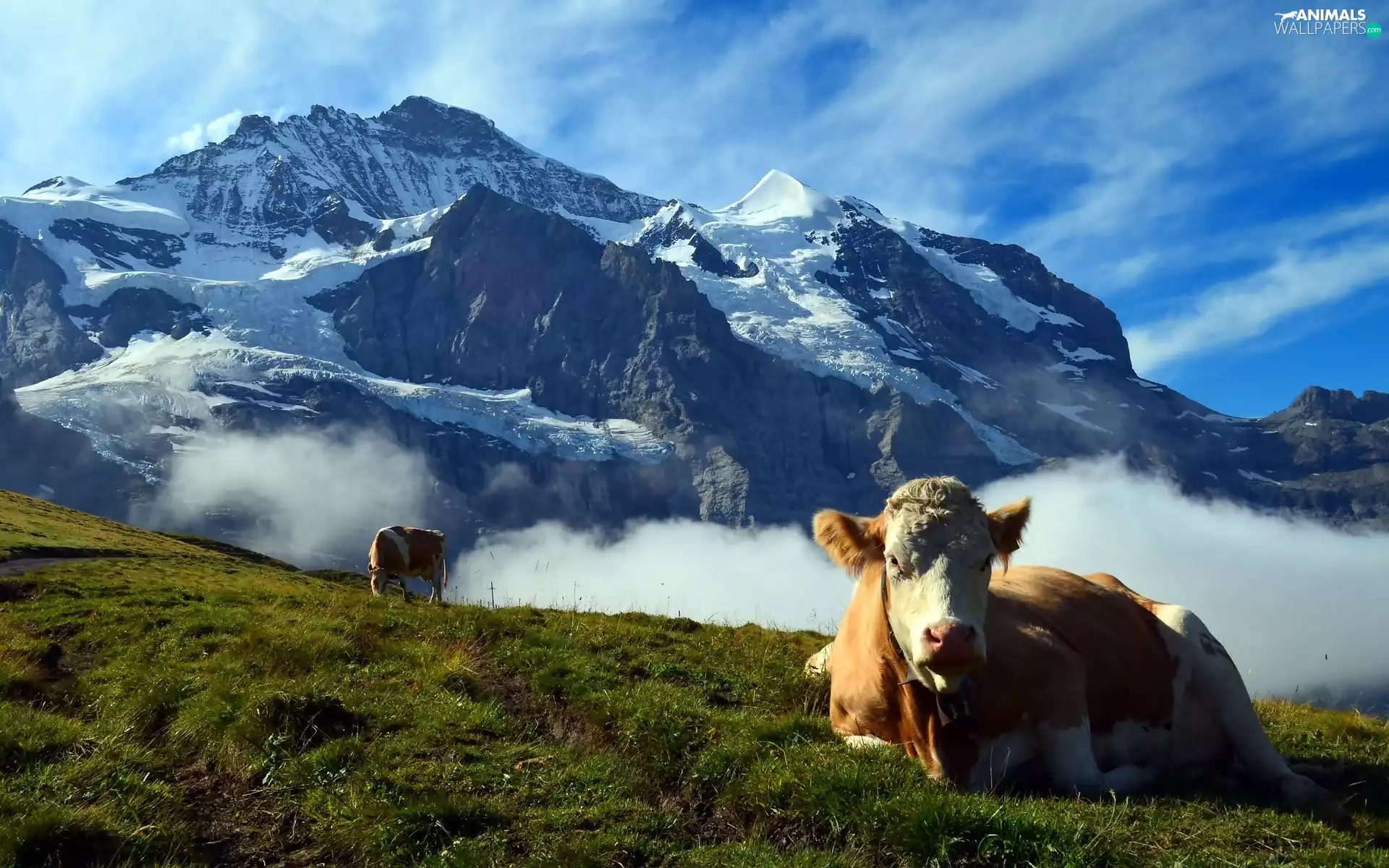 Fog, Alps, car in the meadow, Switzerland, Cows, peaks