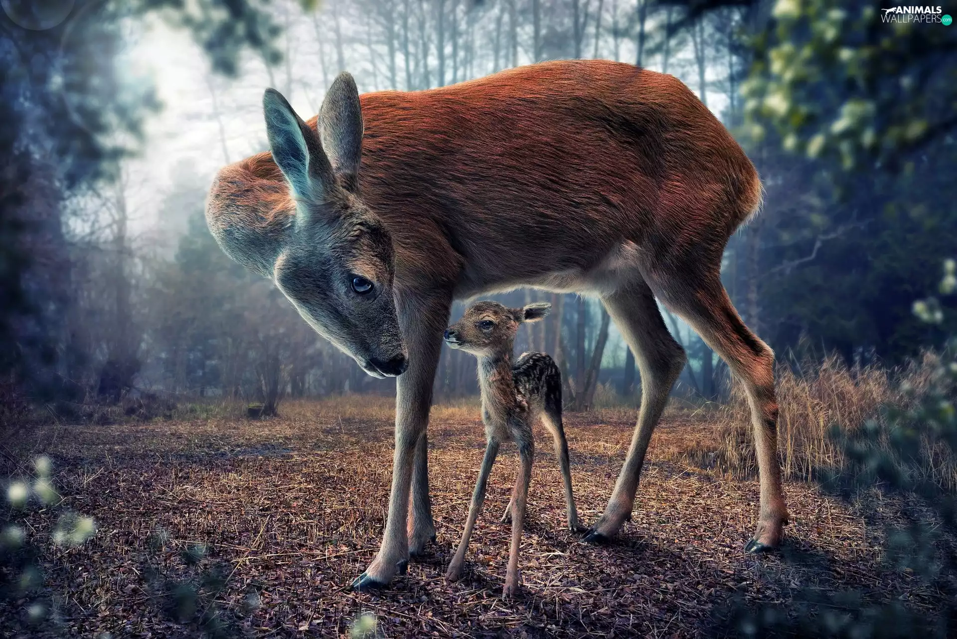 morning, Fog, young, forest, roe