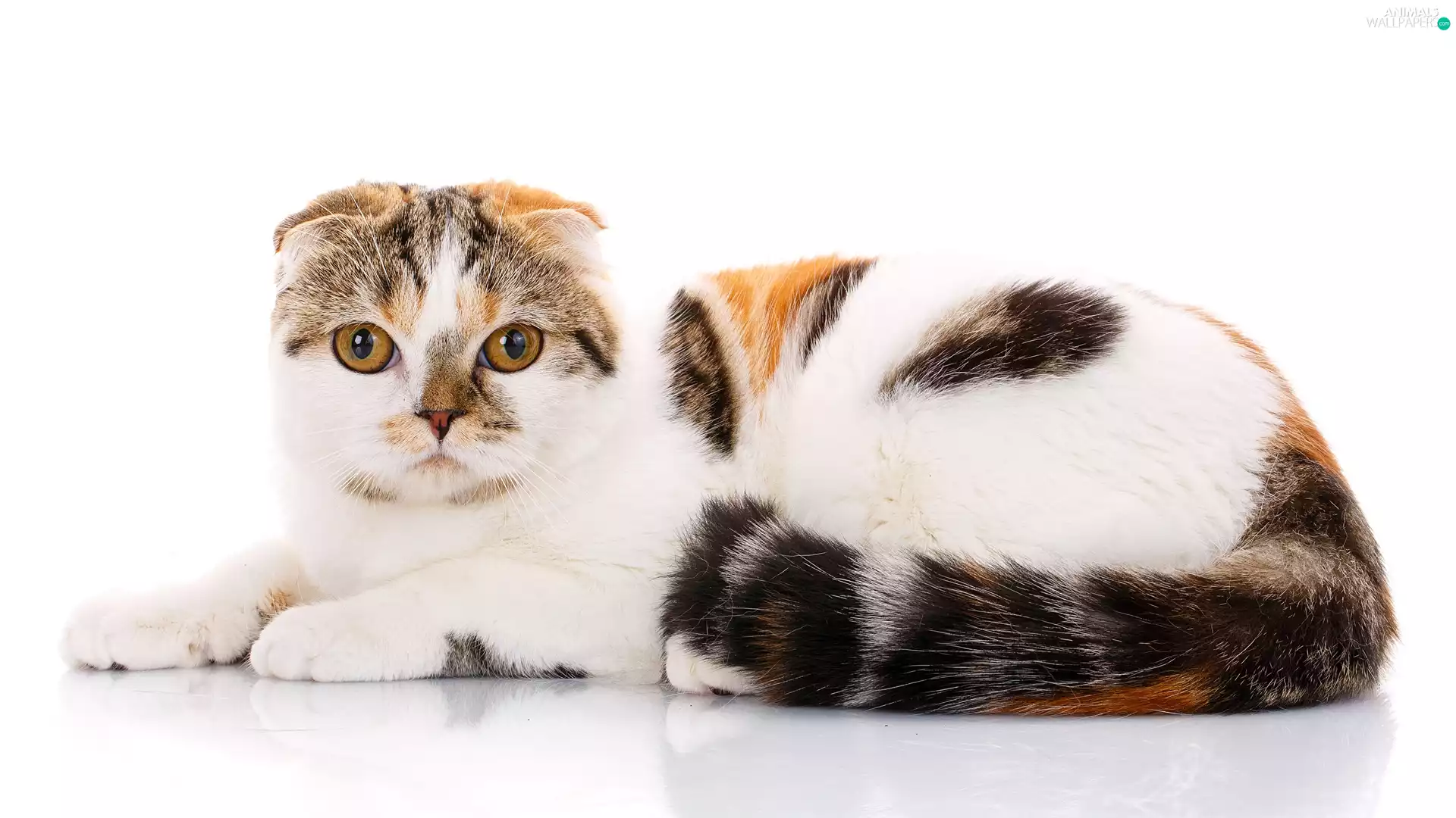 Scottish Fold Cat, white background