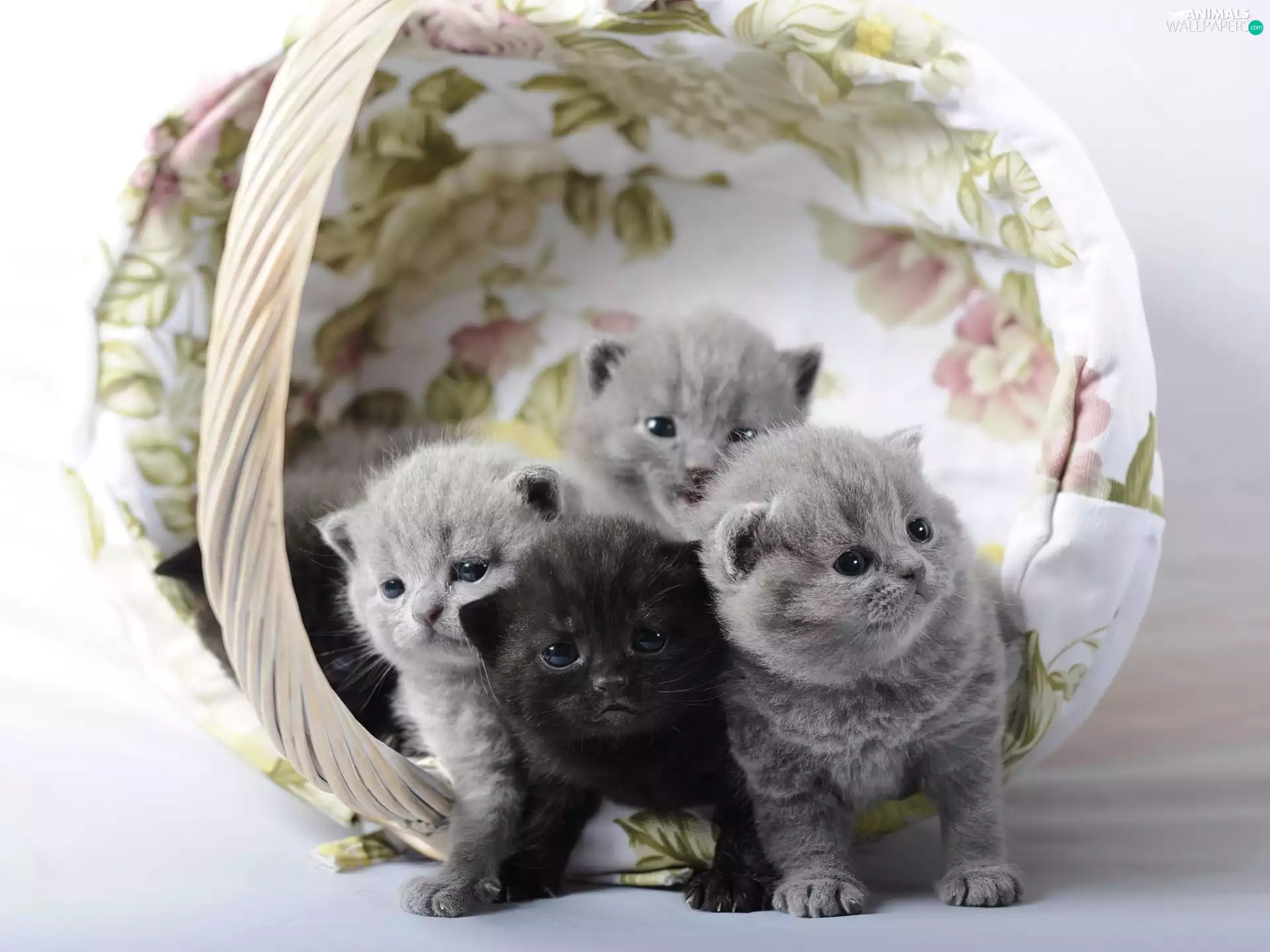 four, puss, Scottish Fold, little doggies