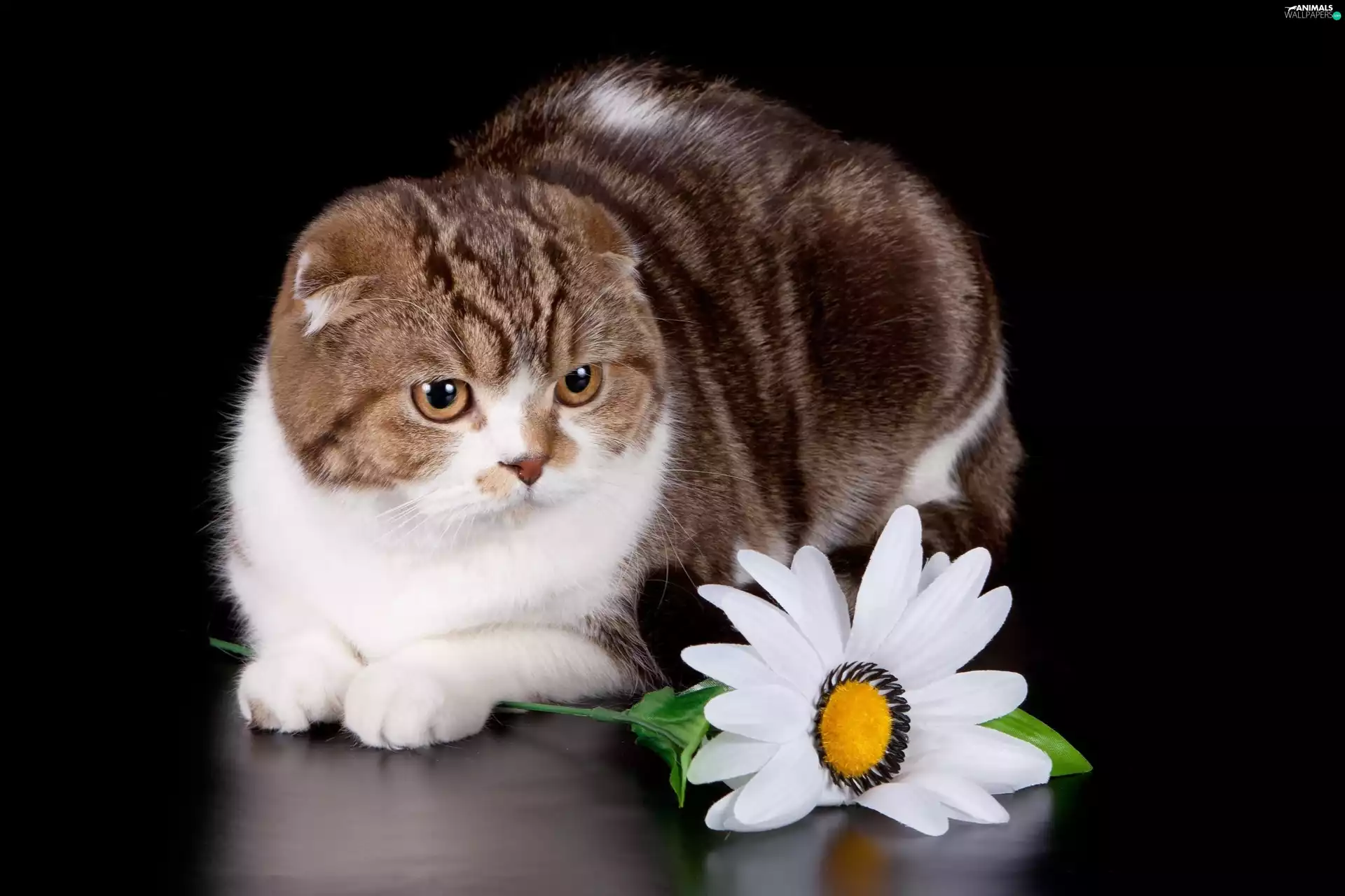 White, cat, Scottish Fold, Colourfull Flowers
