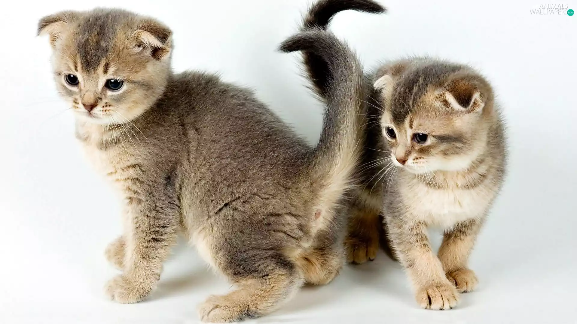 Scottish Fold, Two cars, puss