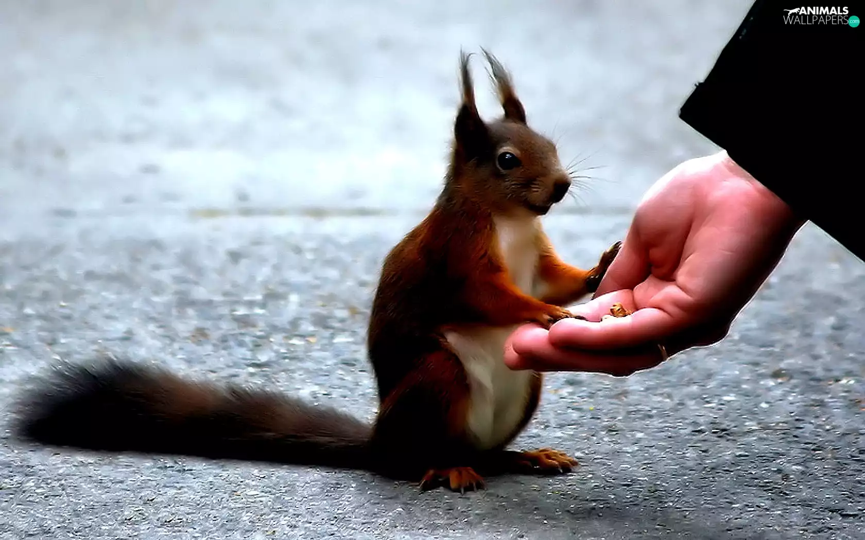 food, squirrel, hand